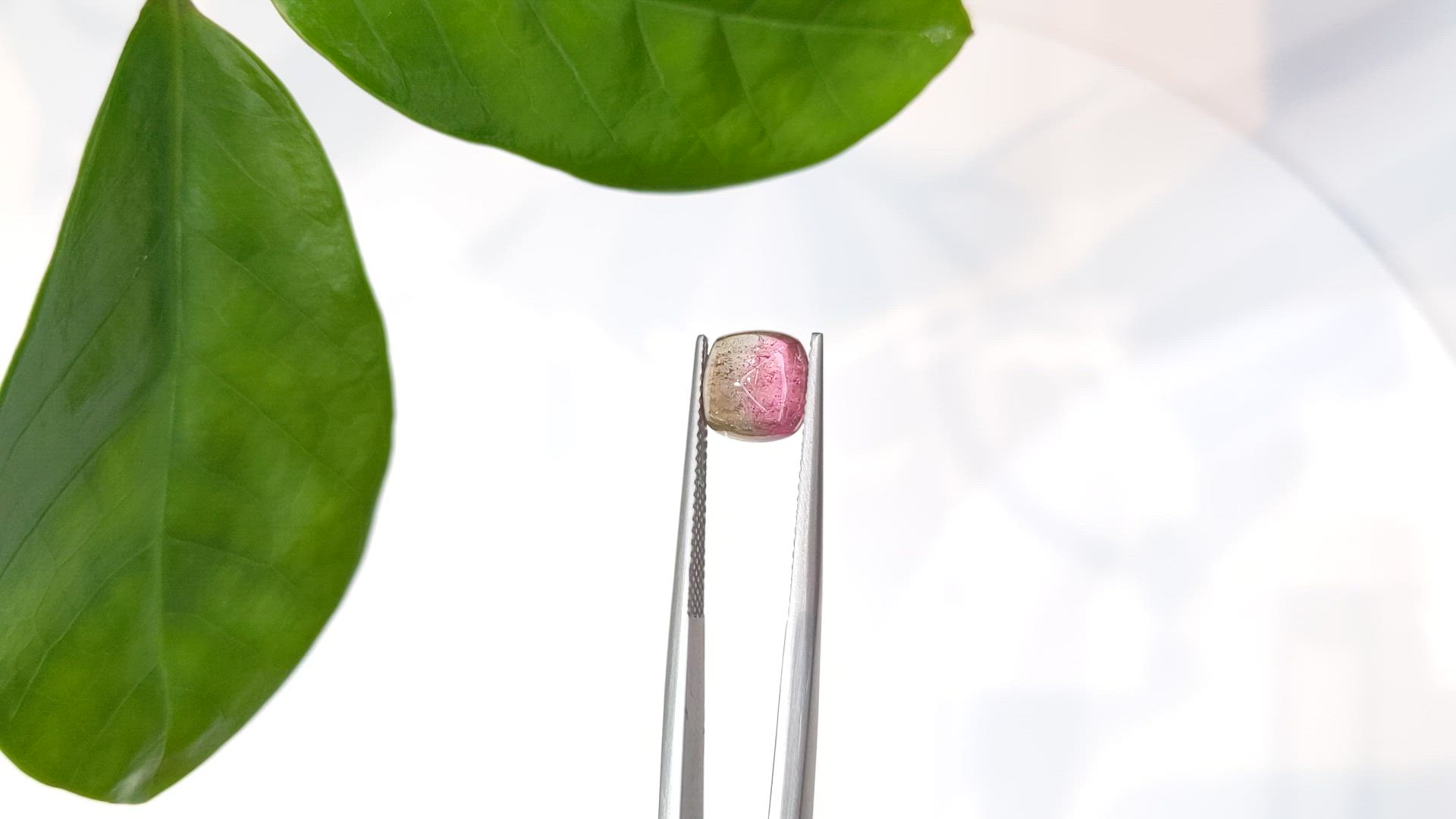 2.70 Ct. Bi Color Cabochon Tourmaline from Mozambique Size Video