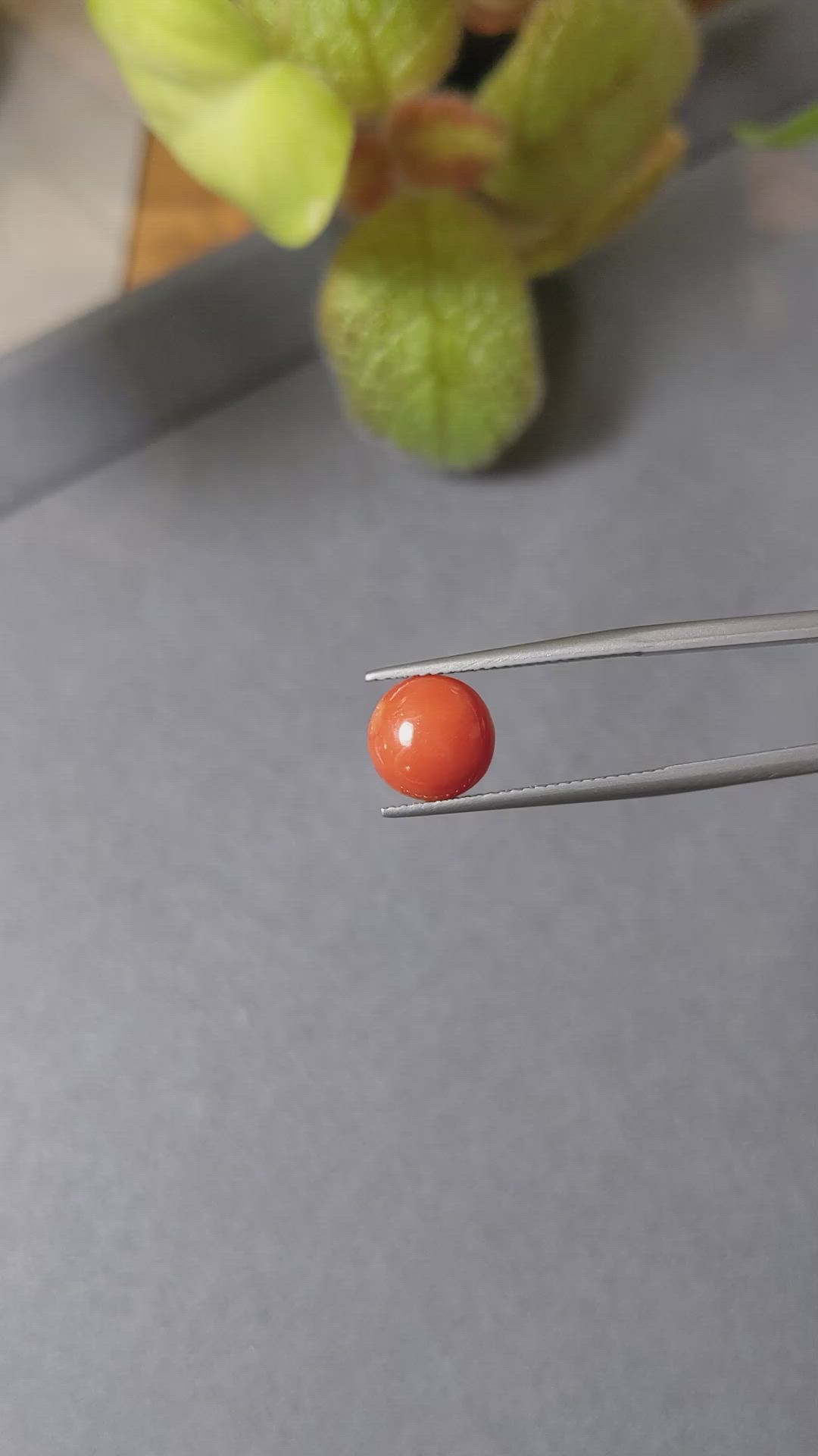 2.18 Ct. Cabochon Coral from Italy Size Video