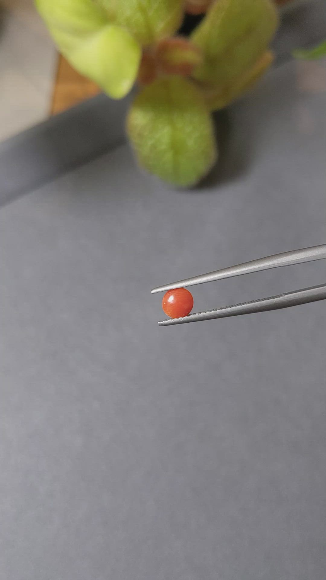 0.24 Ct. Cabochon Coral from Italy Size Video