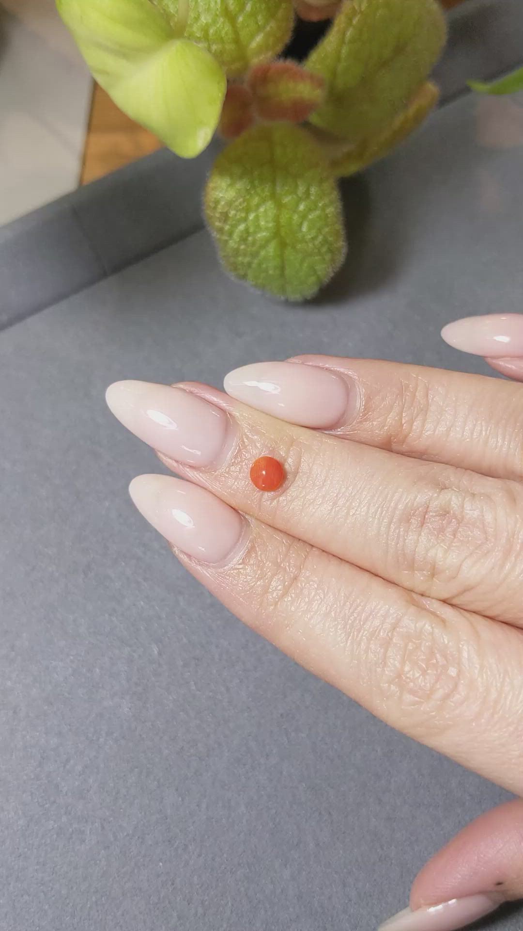 0.24 Ct. Cabochon Coral from Italy Size Video