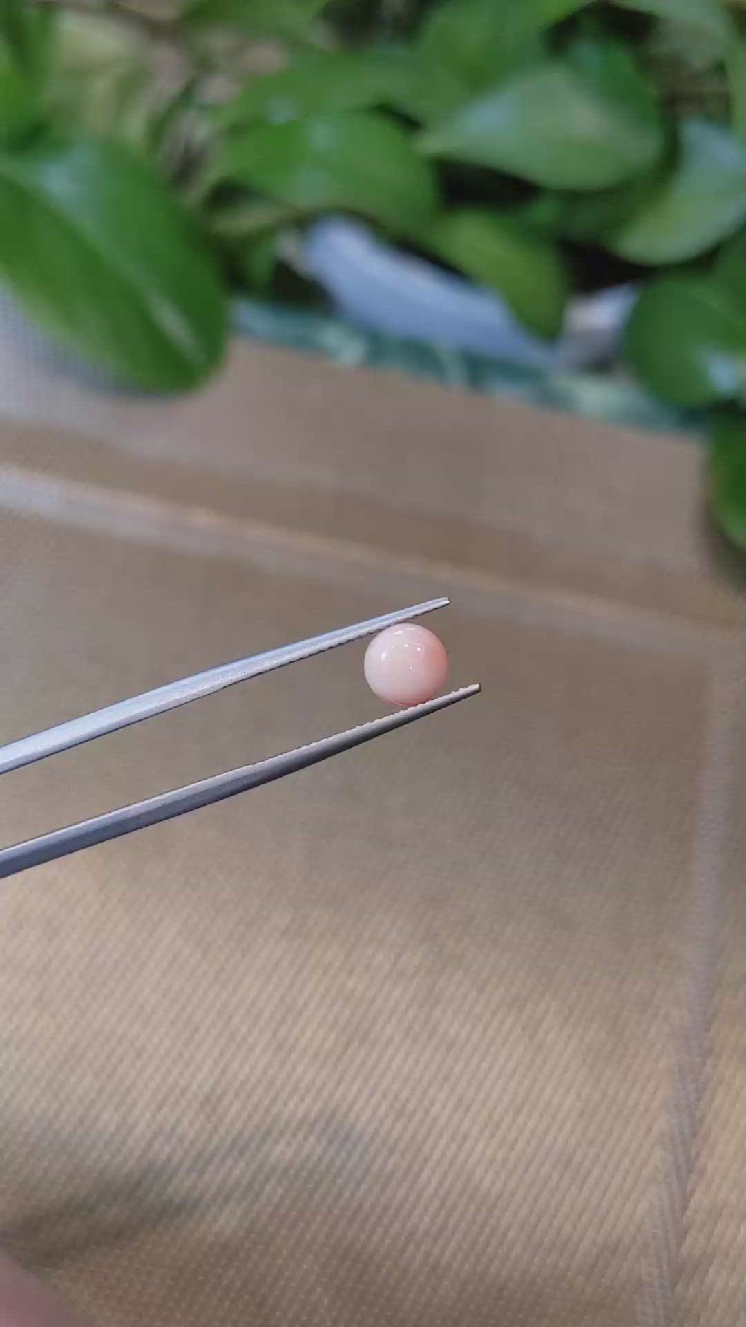 1.37 Ct. Cabochon Coral from Italy Size Video