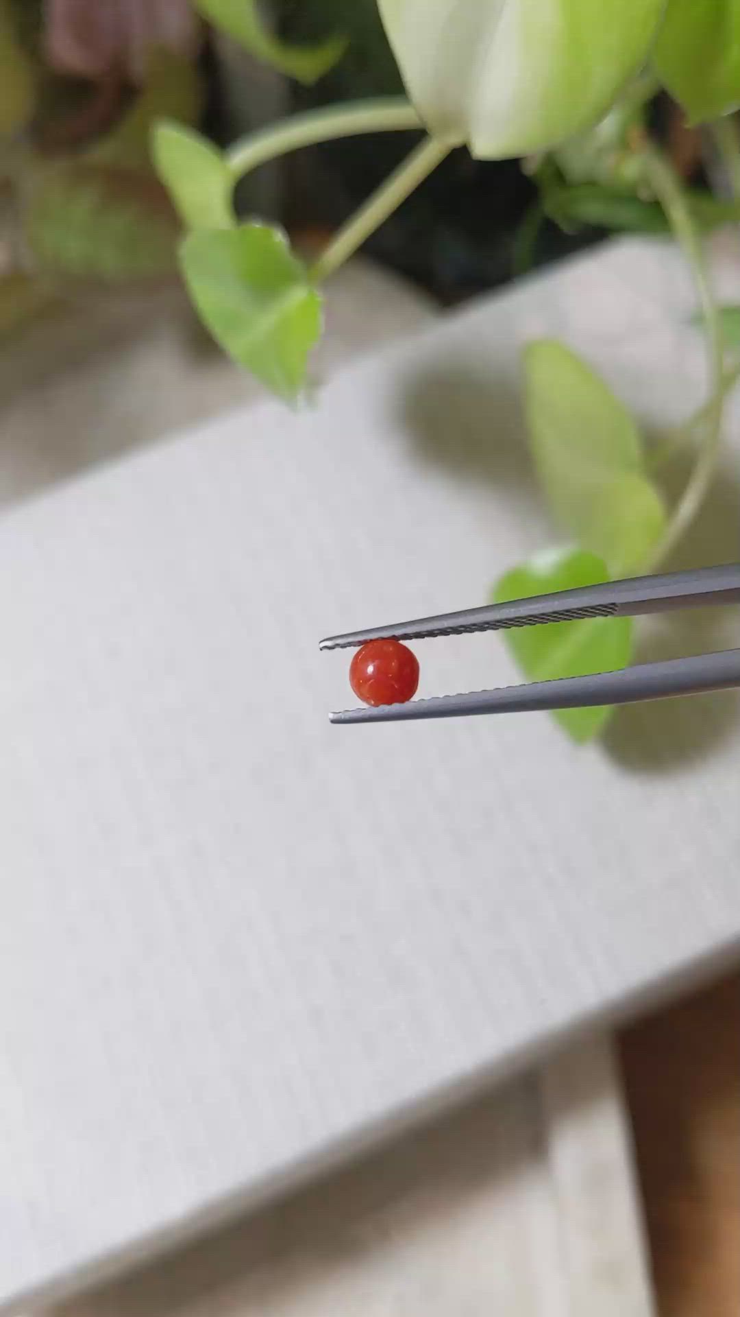 0.32 Ct. Cabochon Coral from Italy Size Video