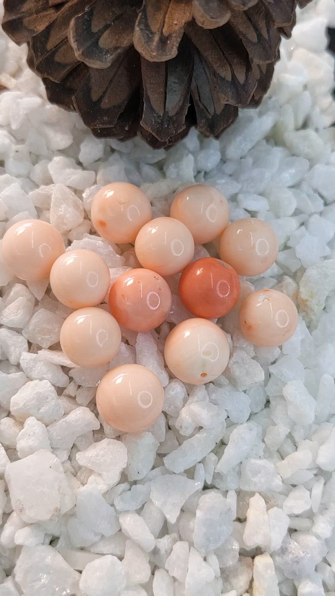 112.25 Ct. Coral from Italy Size Video