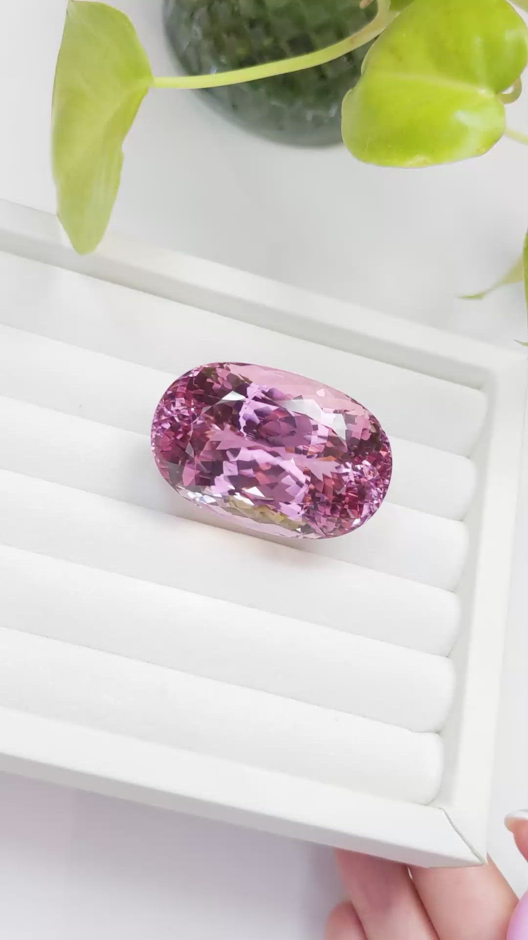 227.09 Ct. Kunzite from Afghanistan Size Video