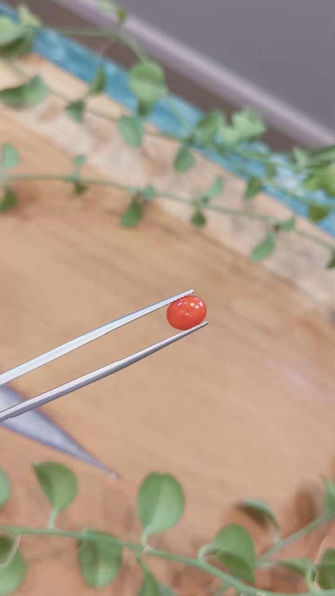 1.00 Ct. Orangish Red Cabochon Coral from Italy Size Video