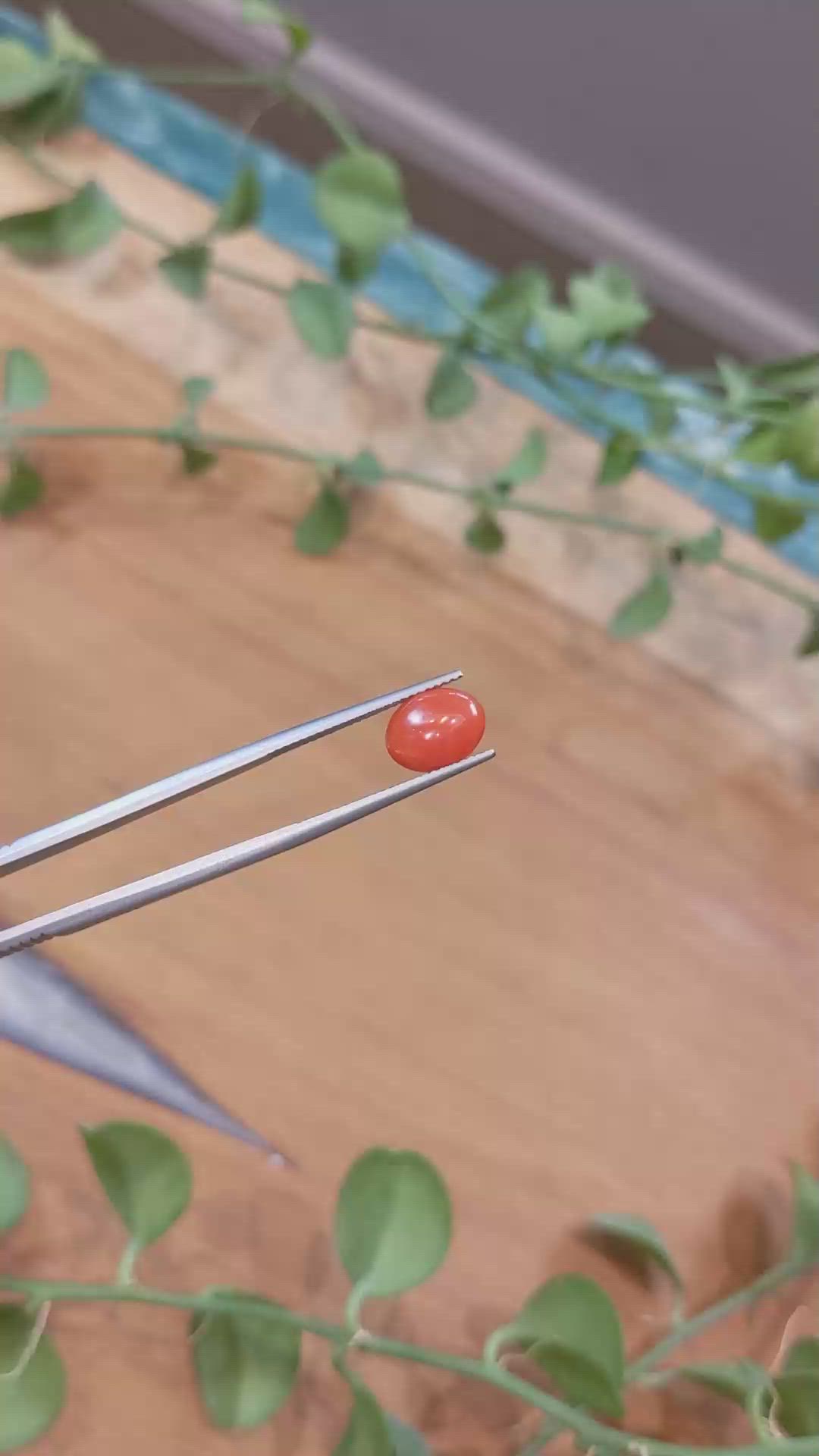 1.64 Ct. Orange Cabochon Coral from Italy Size Video