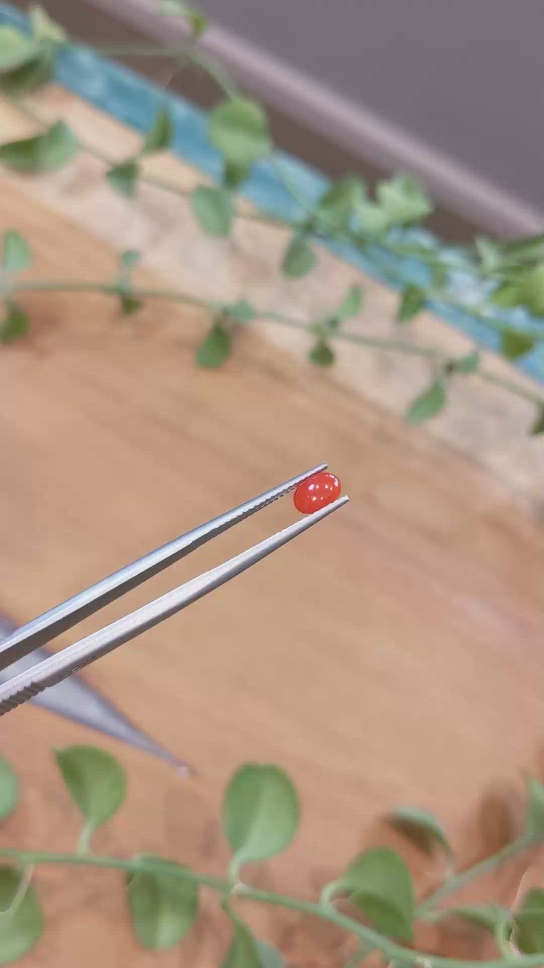 0.49 Ct. Orangish Red Cabochon Coral from Italy Size Video