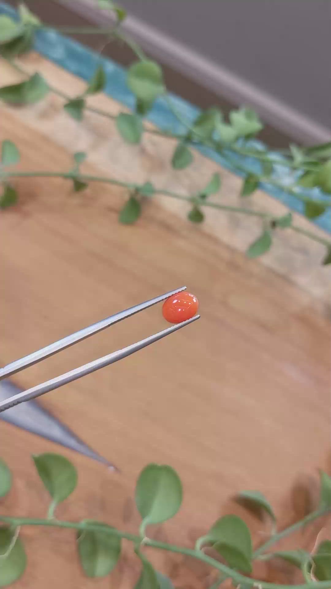 1.10 Ct. Orange Cabochon Coral from Italy Size Video