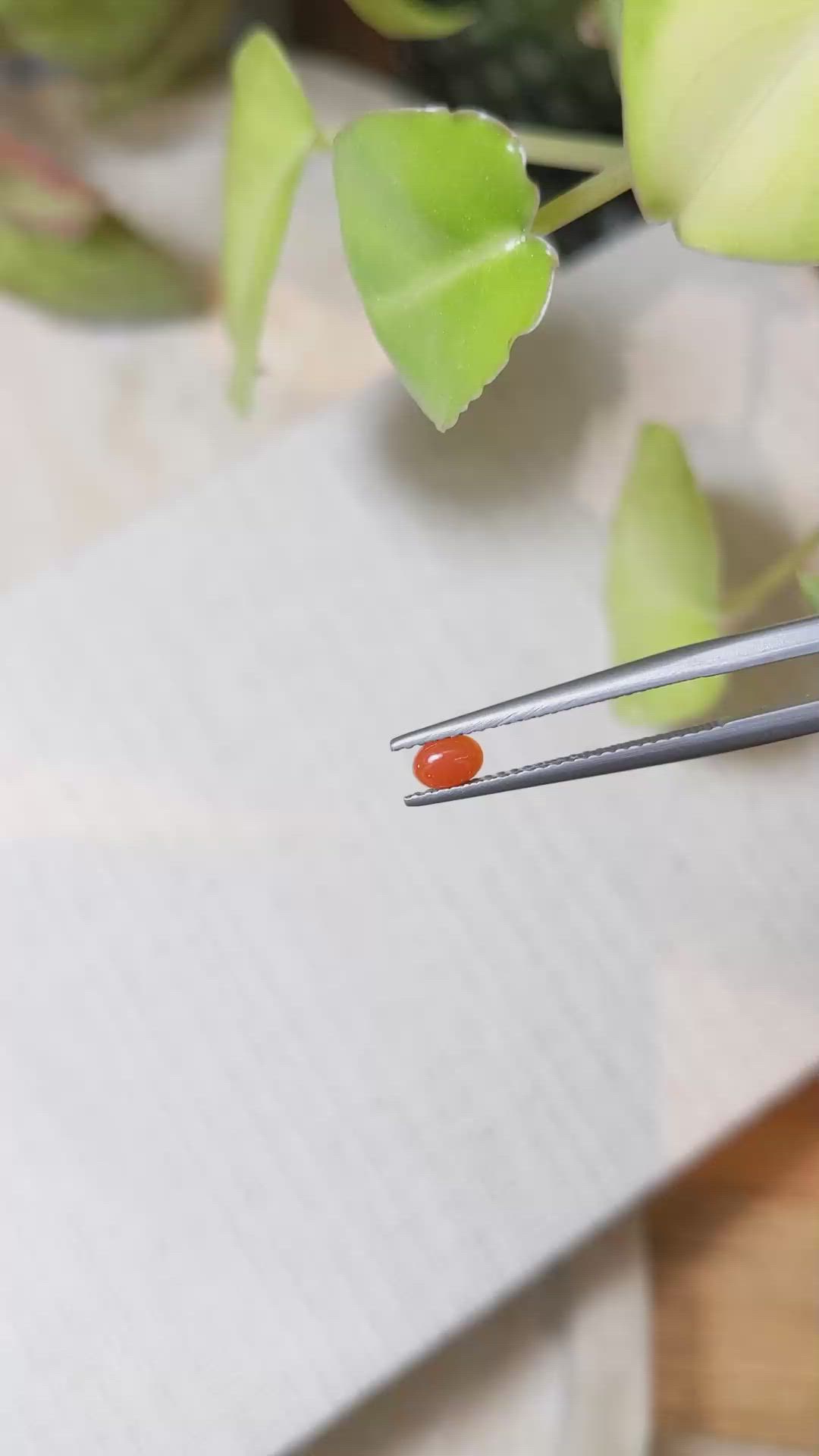 0.18 Ct. Orangish Red Cabochon Coral from Italy Size Video