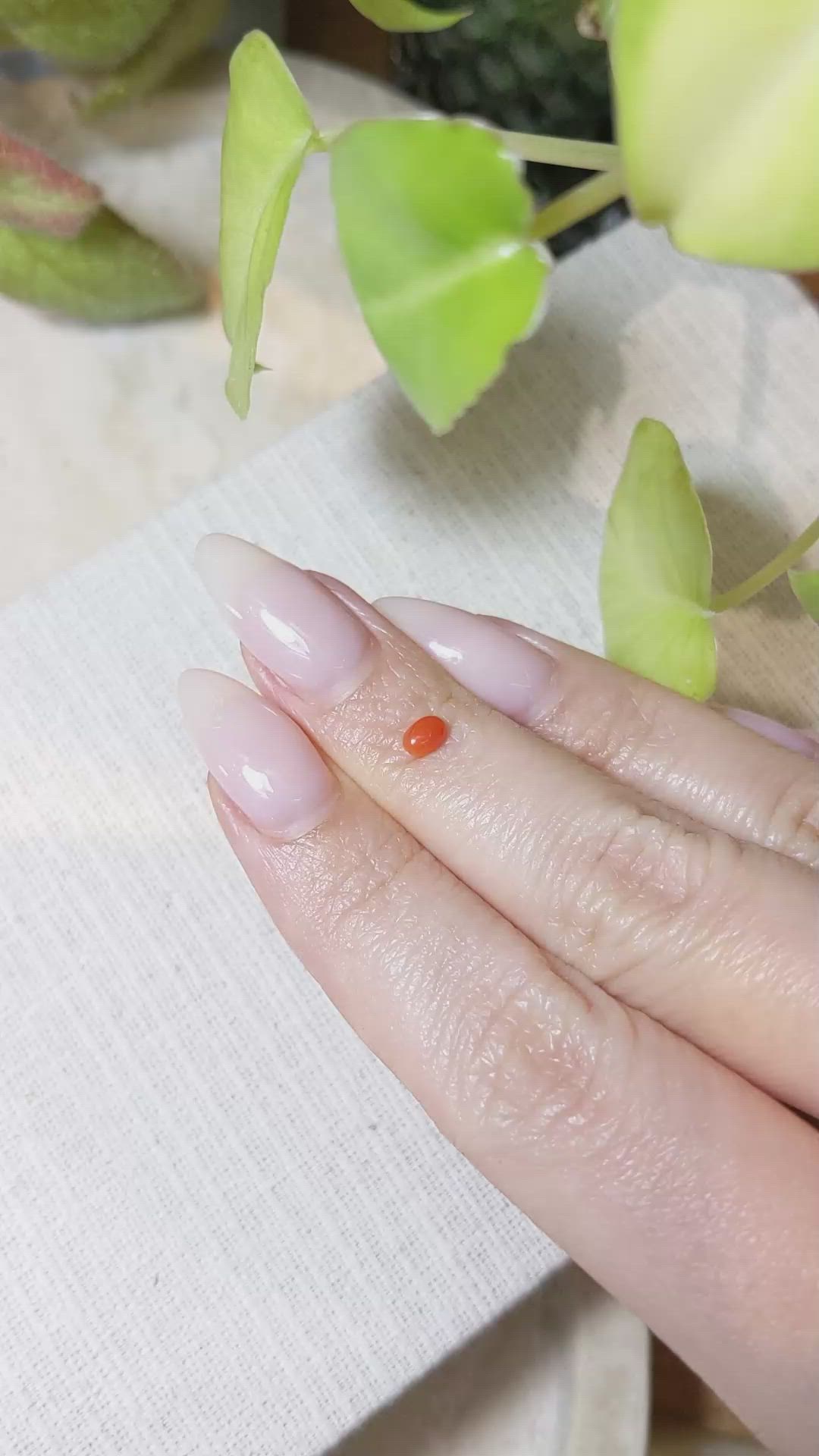 0.18 Ct. Orangish Red Cabochon Coral from Italy Size Video