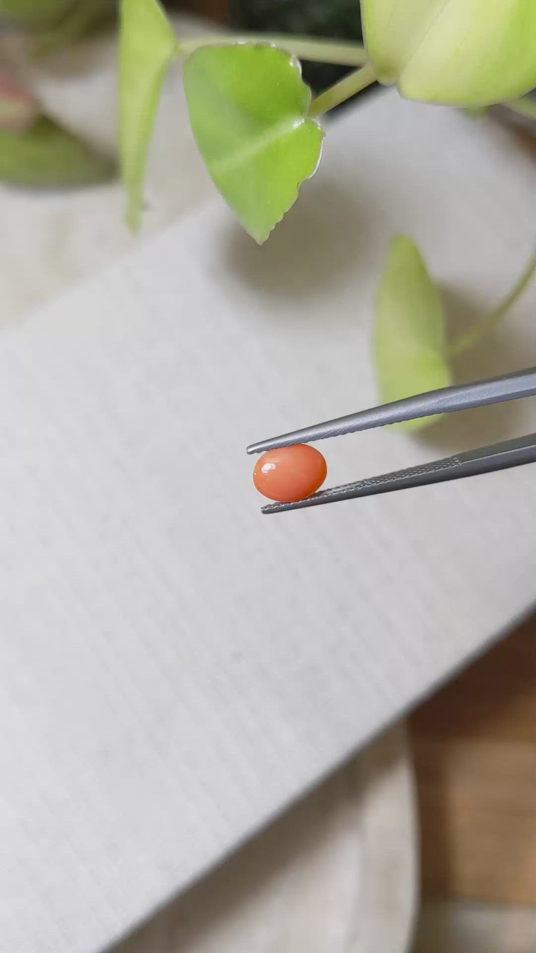 0.61 Ct. Orange Cabochon Coral from Italy Size Video