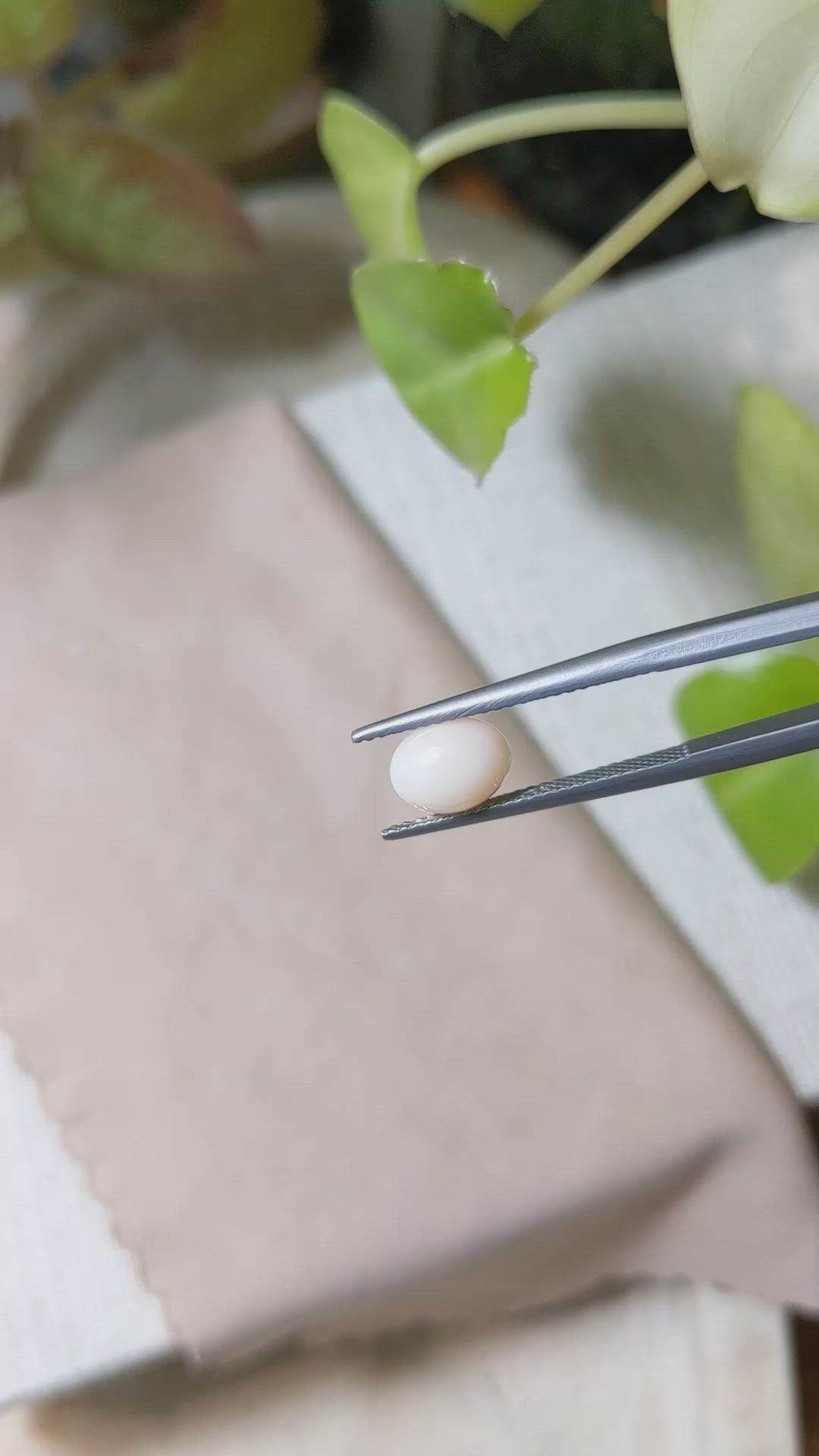 1.35 Ct. Cabochon Coral from Italy Size Video