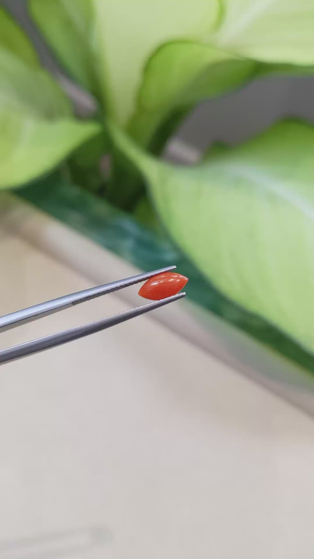 0.66 Ct. Cabochon Coral from Italy Size Video