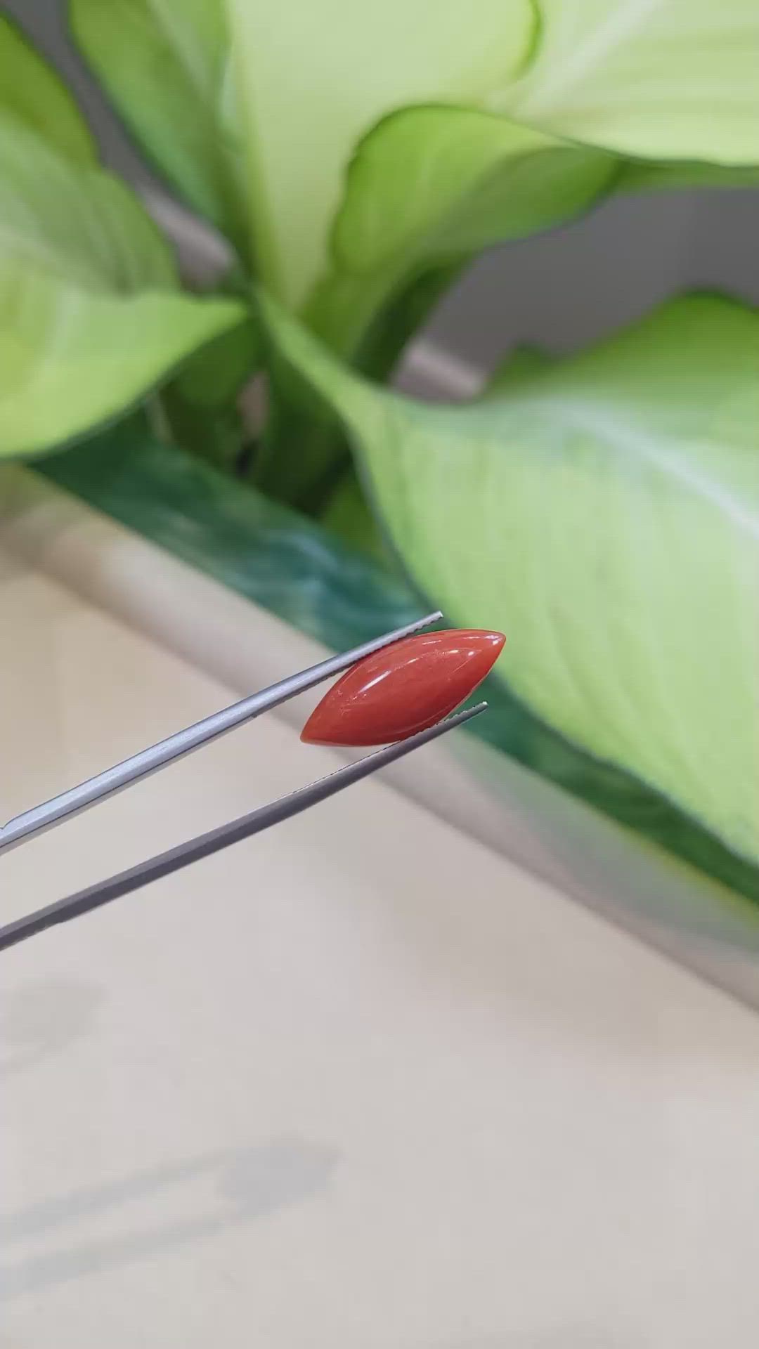 5.52 Ct. Cabochon Coral from Italy Size Video