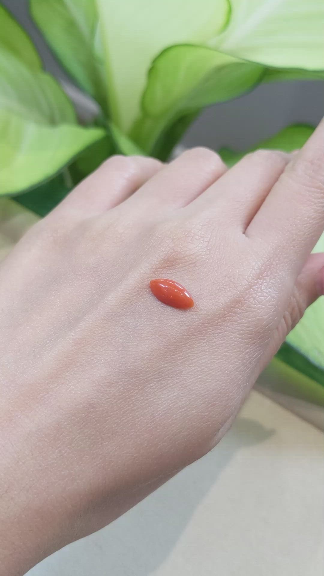 1.62 Ct. Cabochon Coral from Italy Size Video