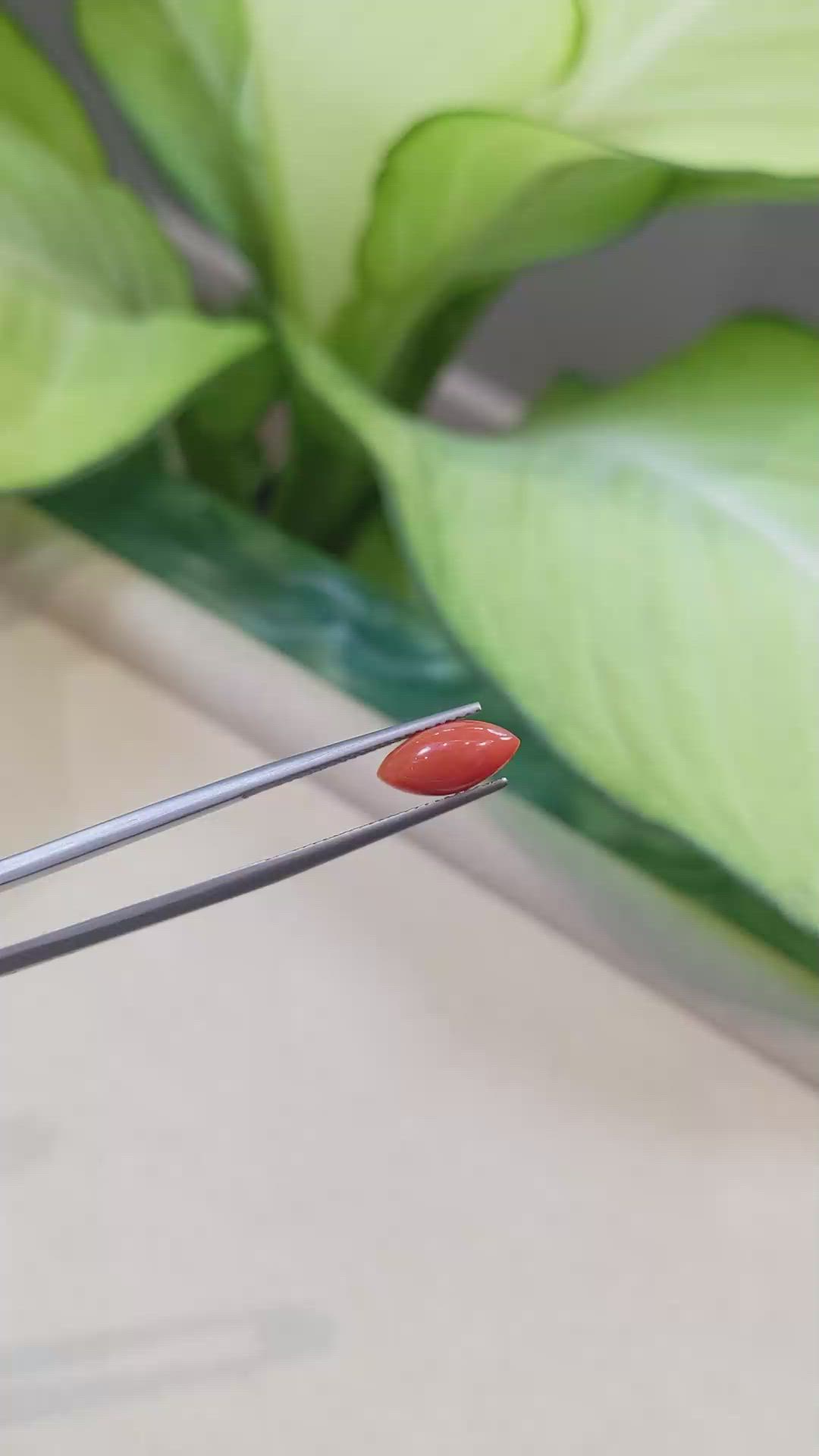 1.62 Ct. Cabochon Coral from Italy Size Video