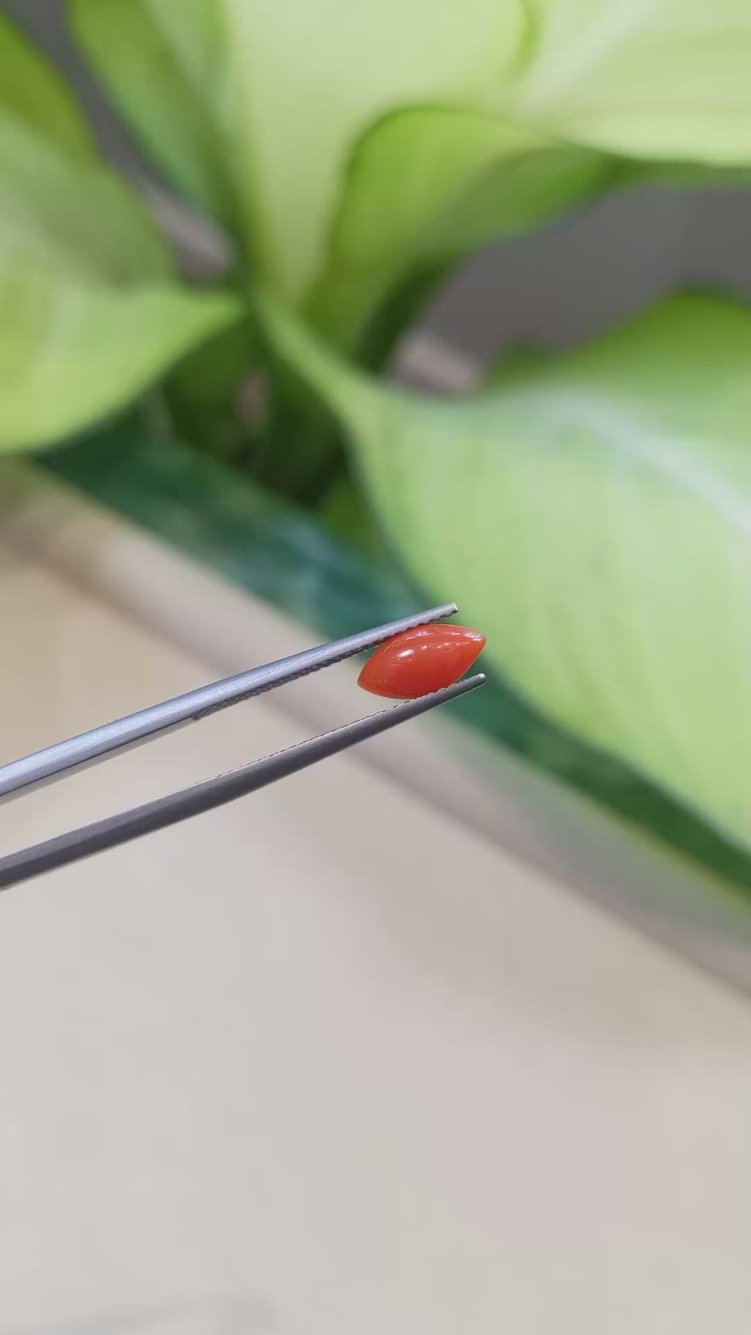 0.77 Ct. Cabochon Coral from Italy Size Video