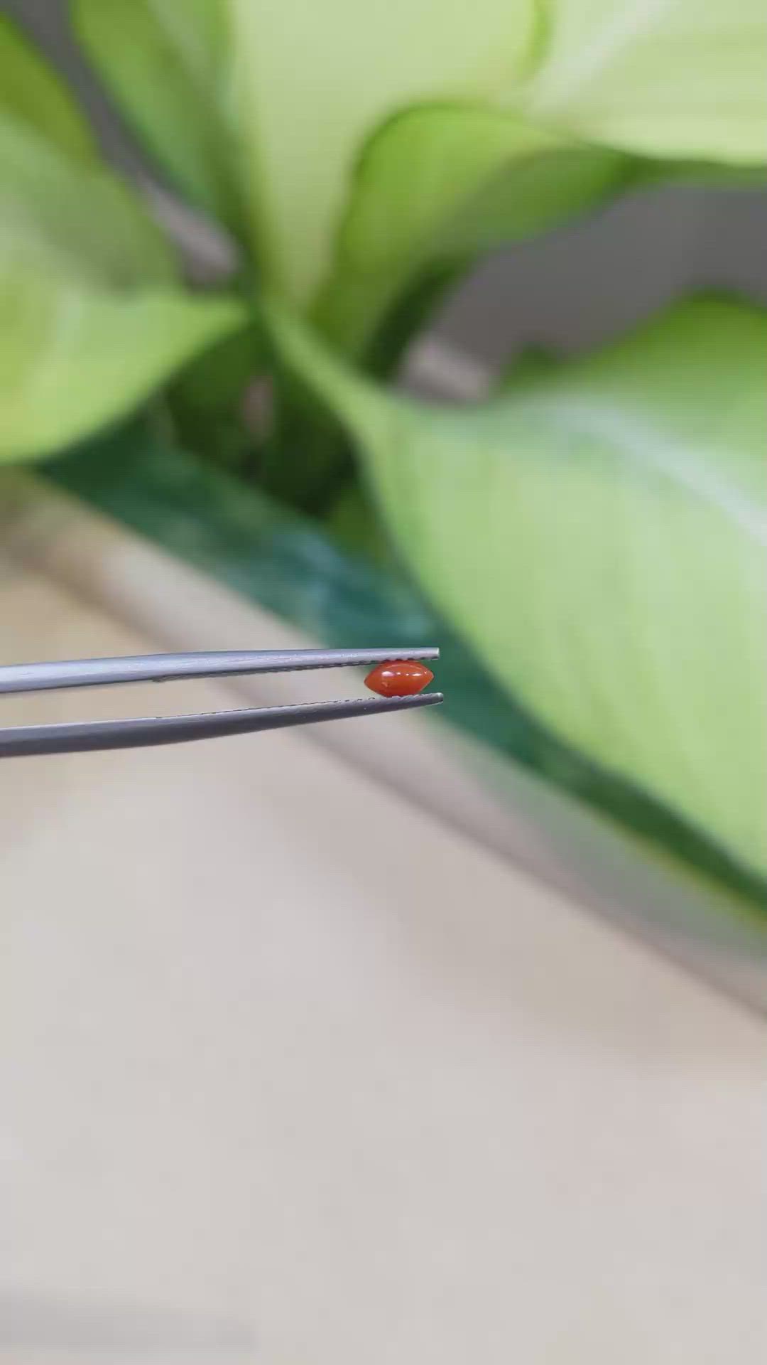 0.13 Ct. Cabochon Coral from Italy Size Video