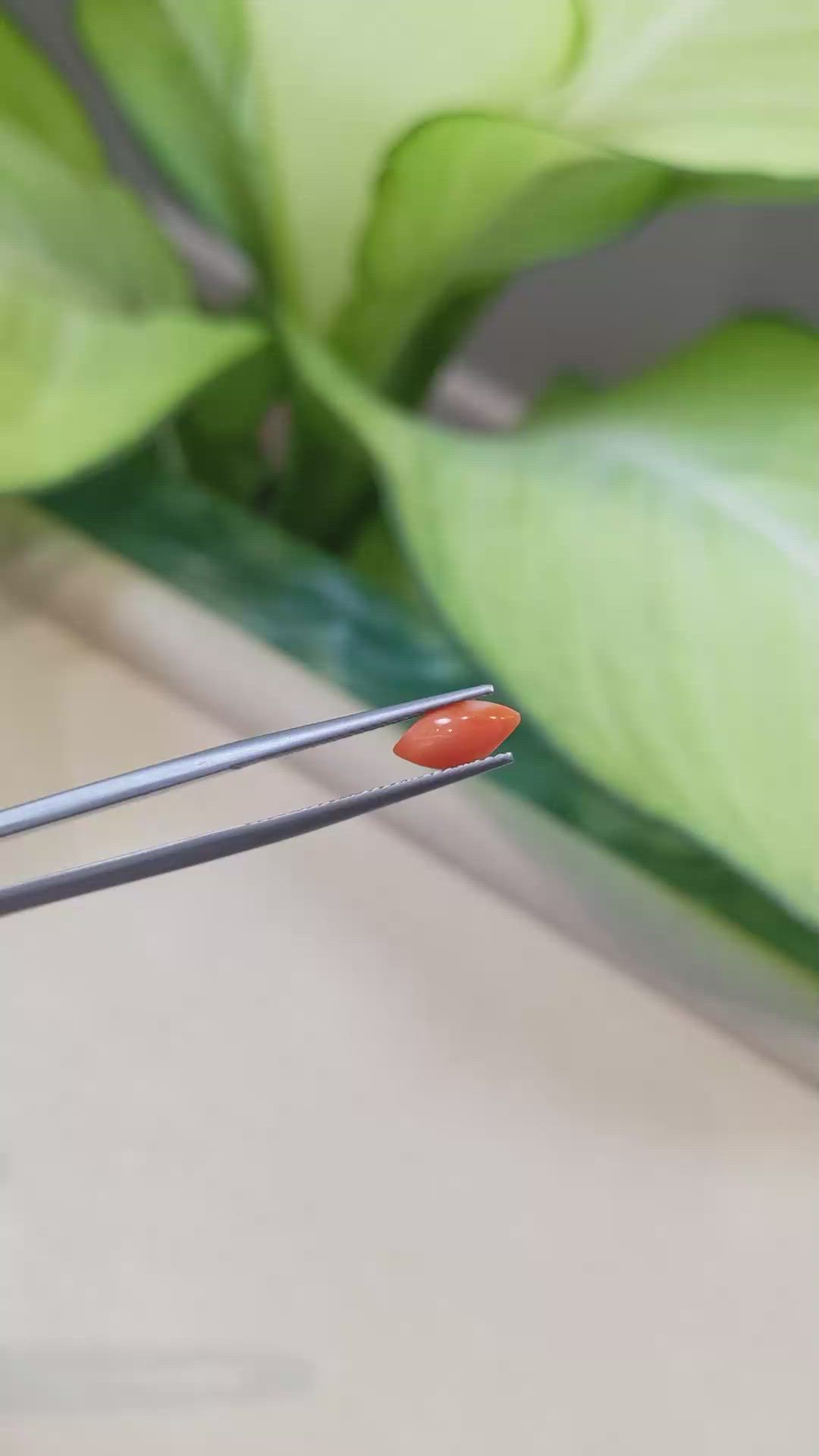 0.45 Ct. Cabochon Coral from Italy Size Video