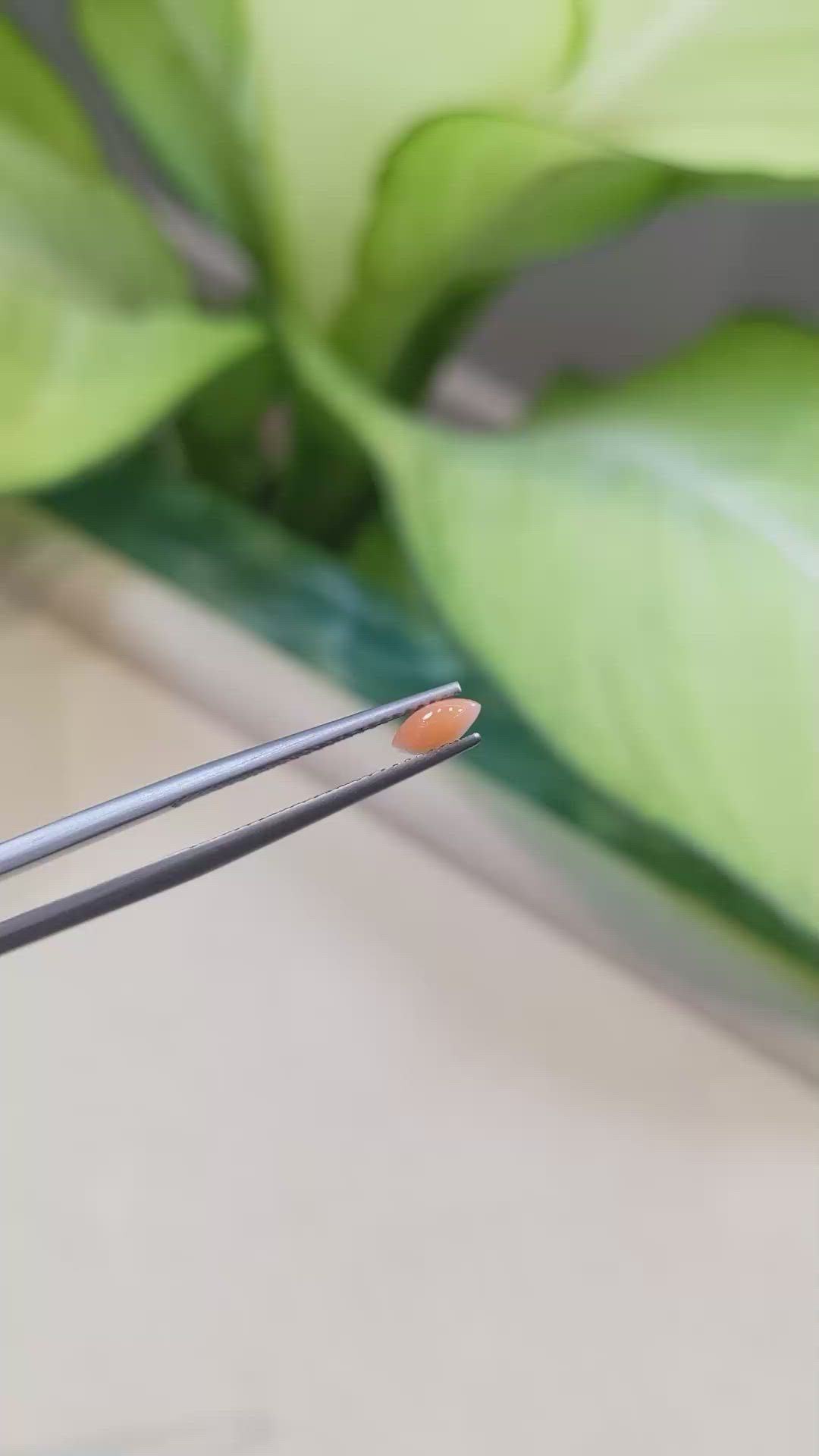 0.24 Ct. Cabochon Coral from Italy Size Video