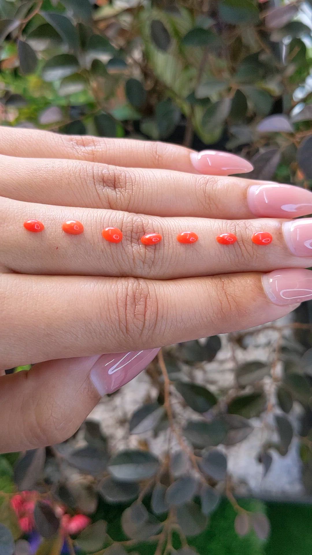 141.75 Ct. Cabochon Coral from Italy Size Video