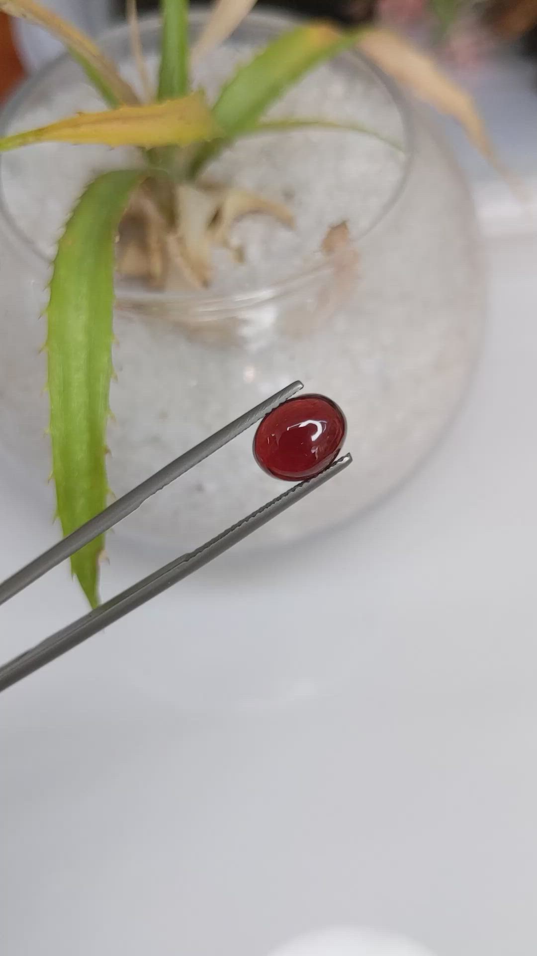3.63 Ct. Cabochon Garnet from Ceylon (Sri Lanka) Size Video