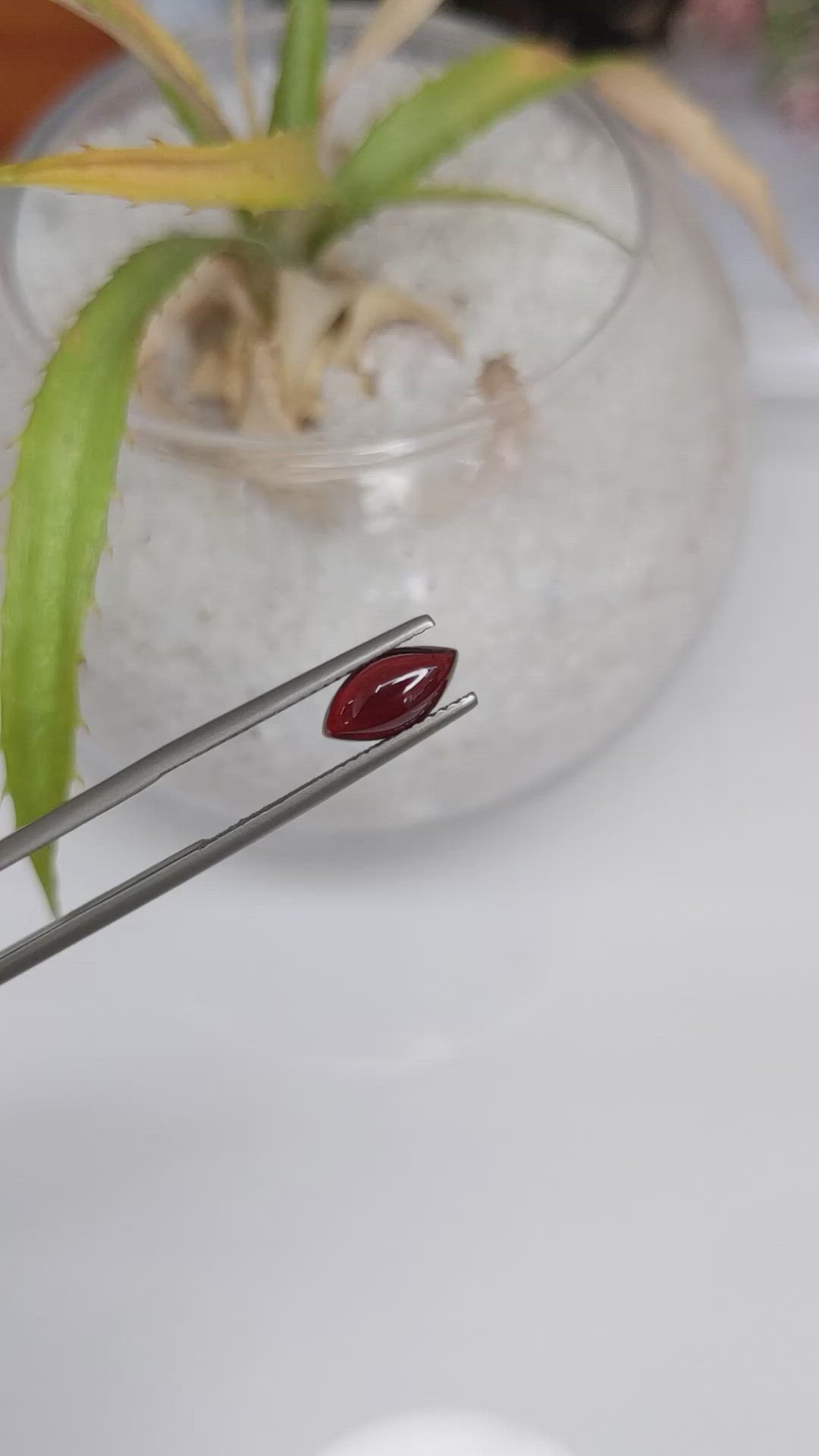 1.64 Ct. Cabochon Garnet from Ceylon (Sri Lanka) Size Video