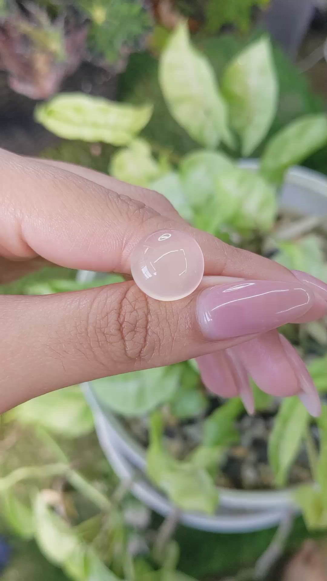 10.23 Ct. Cabochon Rose Quartz from Ceylon (Sri Lanka) Size Video