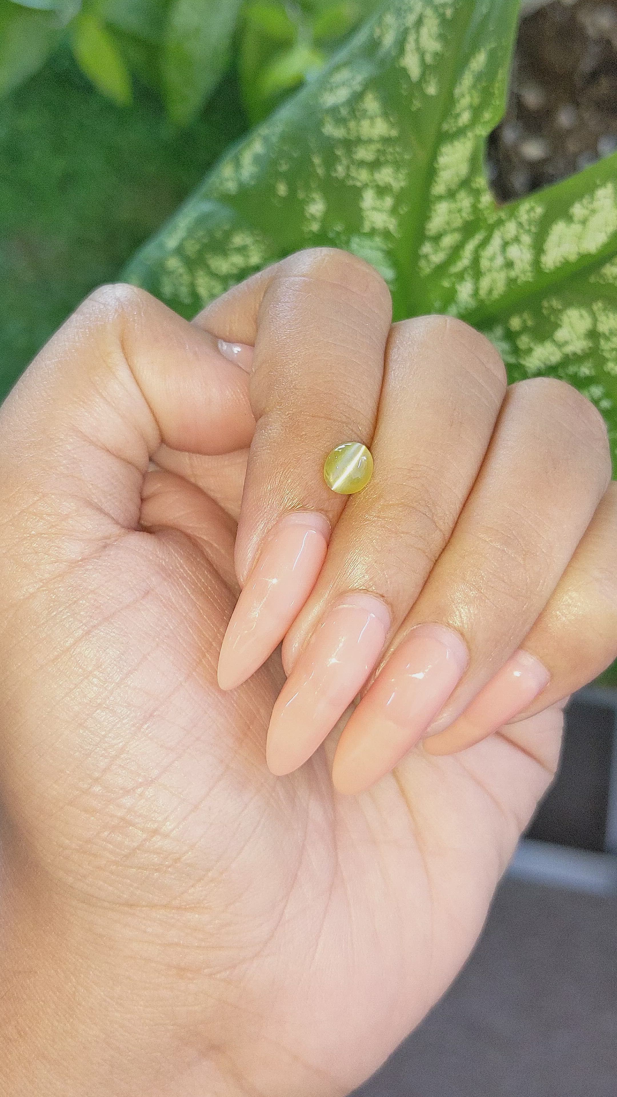 1.21 Ct. Greenish Yellow Cabochon Chrysoberyl from Ceylon (Sri Lanka) Size Video