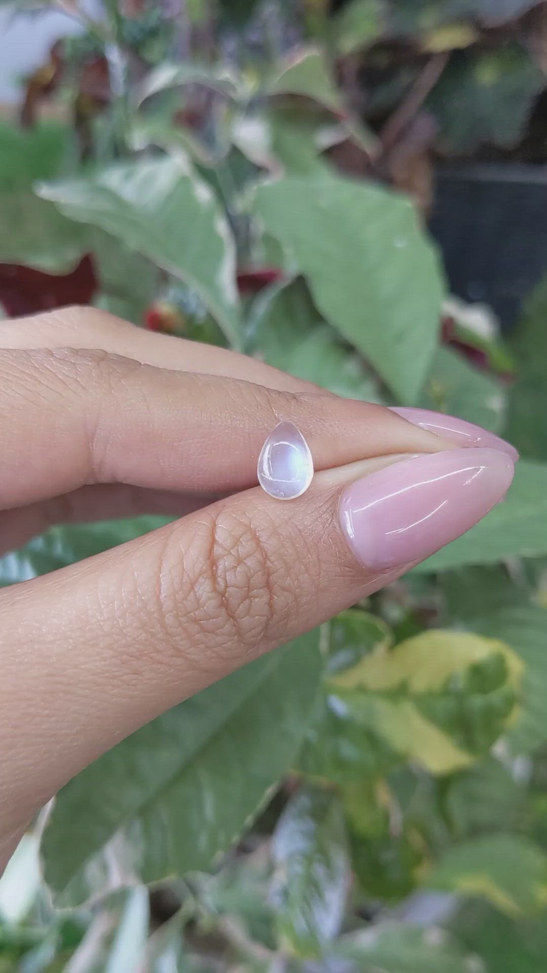 1.49 Ct. Cabochon Moonstone from Ceylon (Sri Lanka) Size Video