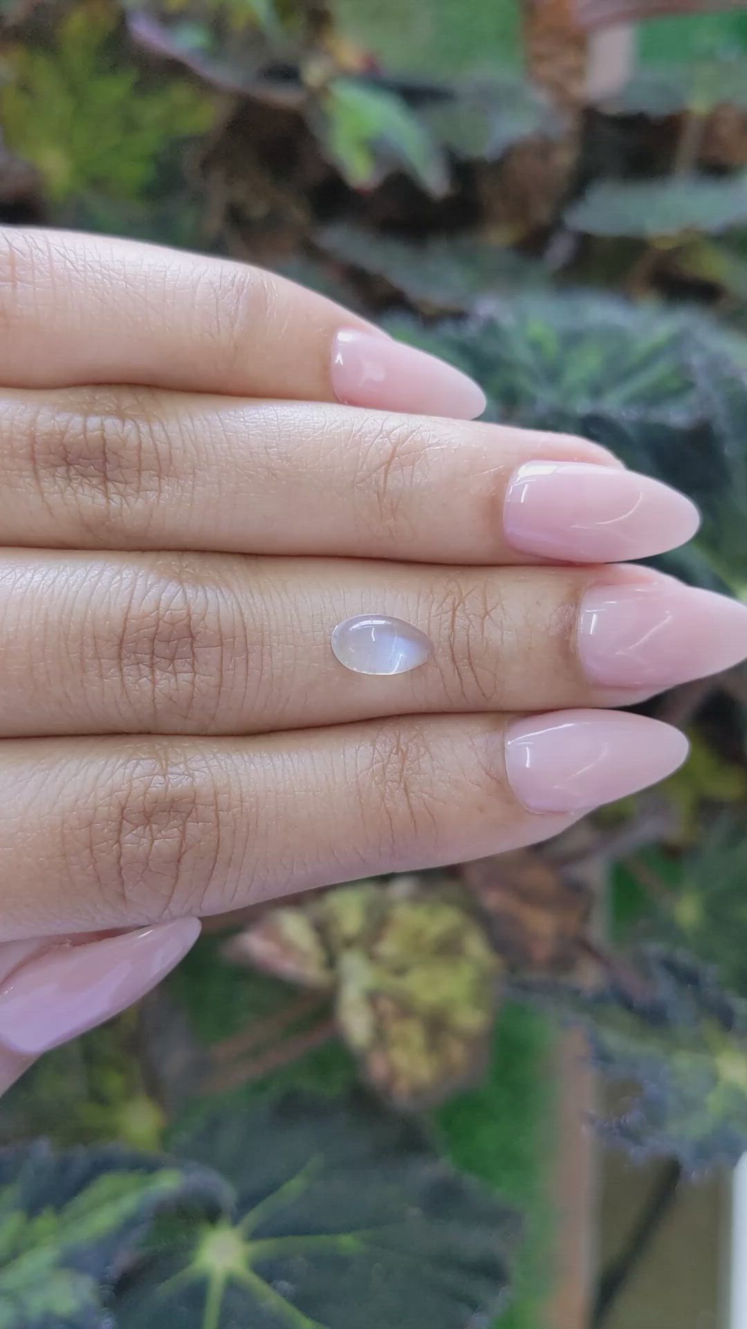 1.59 Ct. Cabochon Moonstone from Ceylon (Sri Lanka) Size Video