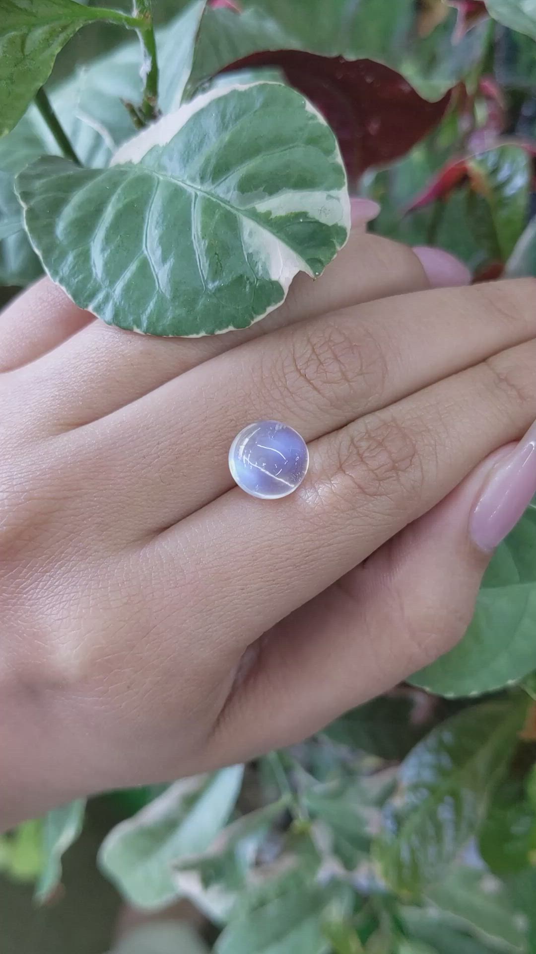 5.32 Ct. Cabochon Moonstone from Ceylon (Sri Lanka) Size Video