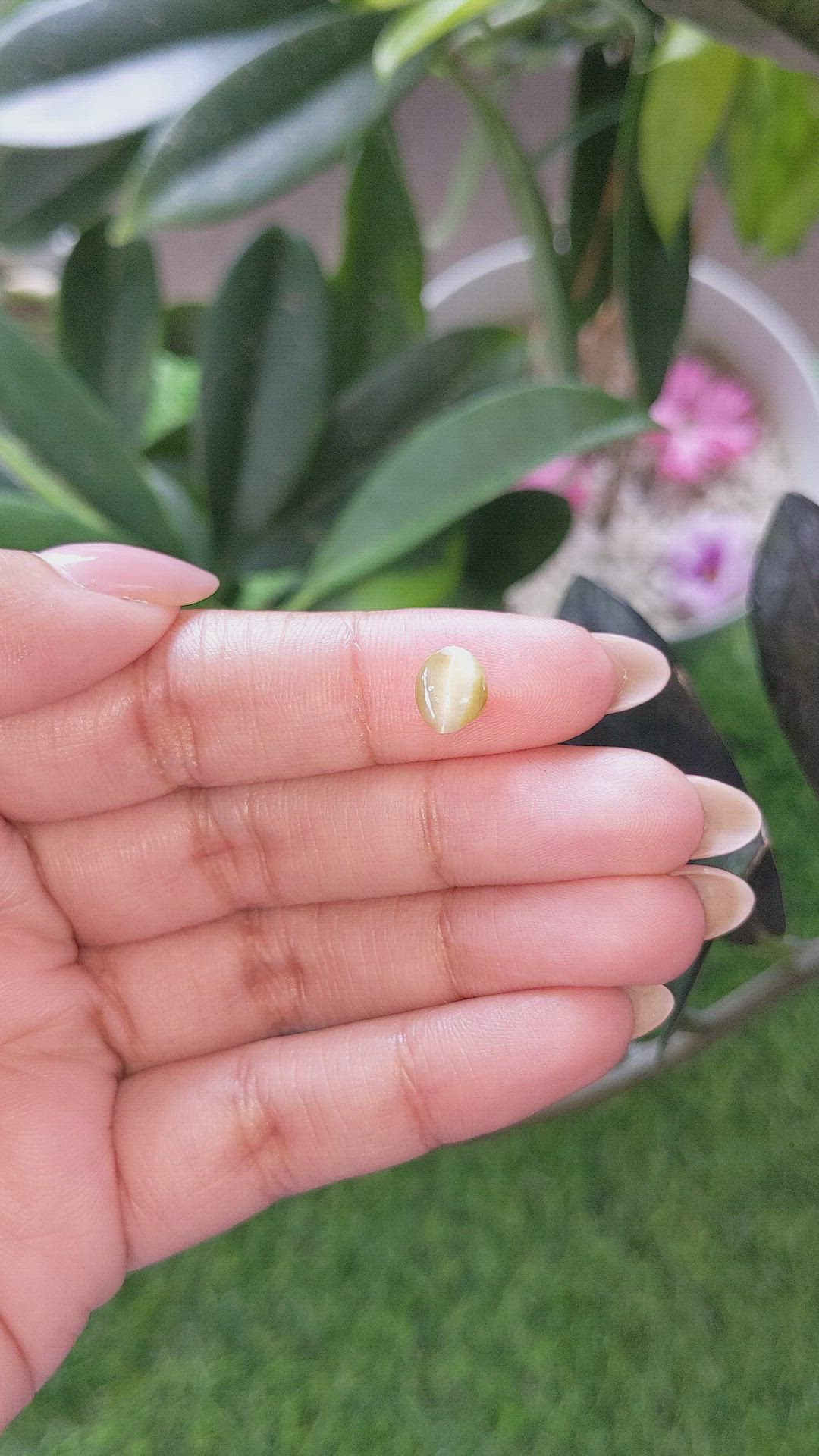 1.39 Ct. Yellowish Green Cabochon Chrysoberyl from Ceylon (Sri Lanka) Size Video