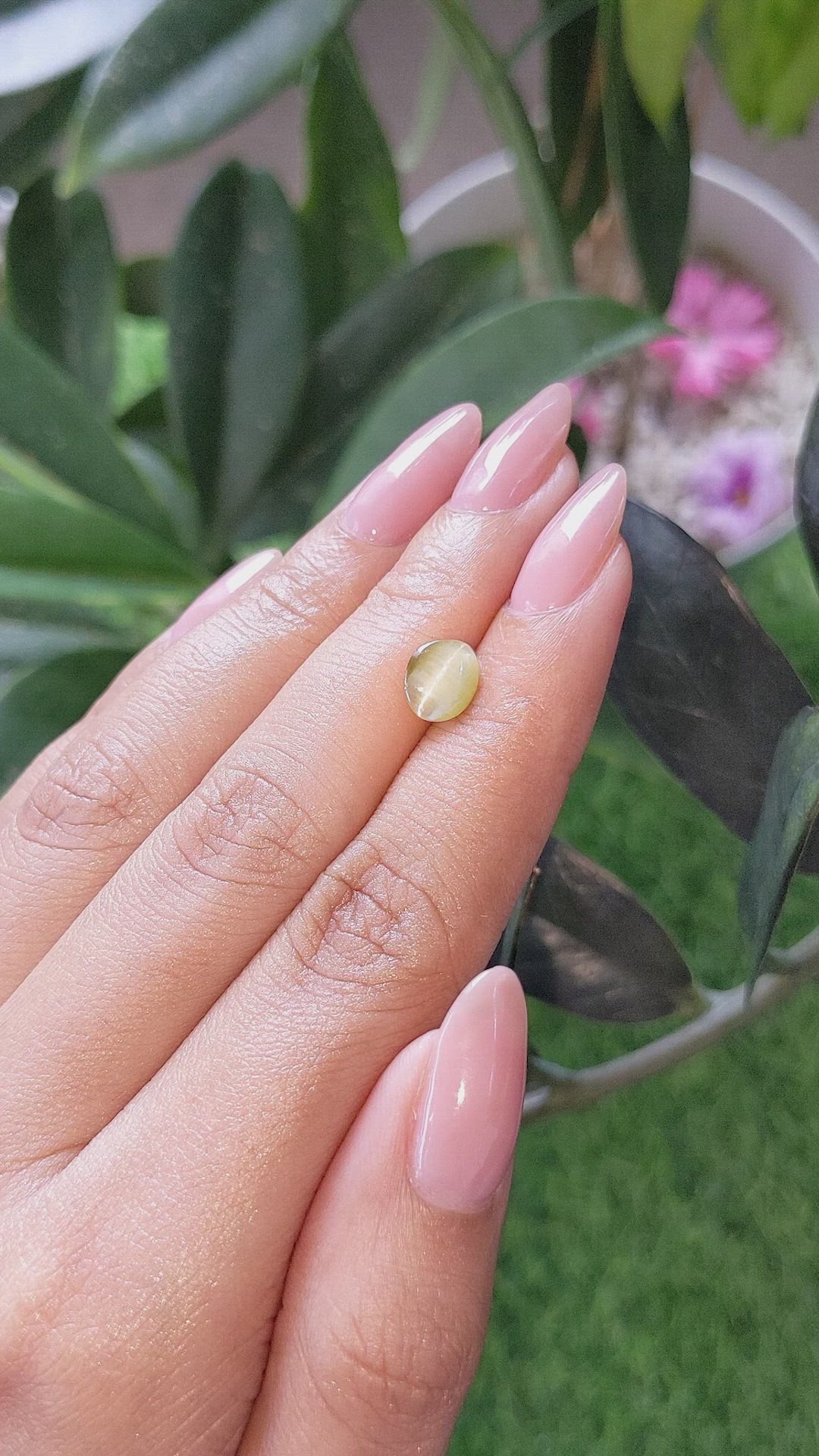 1.39 Ct. Yellowish Green Cabochon Chrysoberyl from Ceylon (Sri Lanka) Size Video