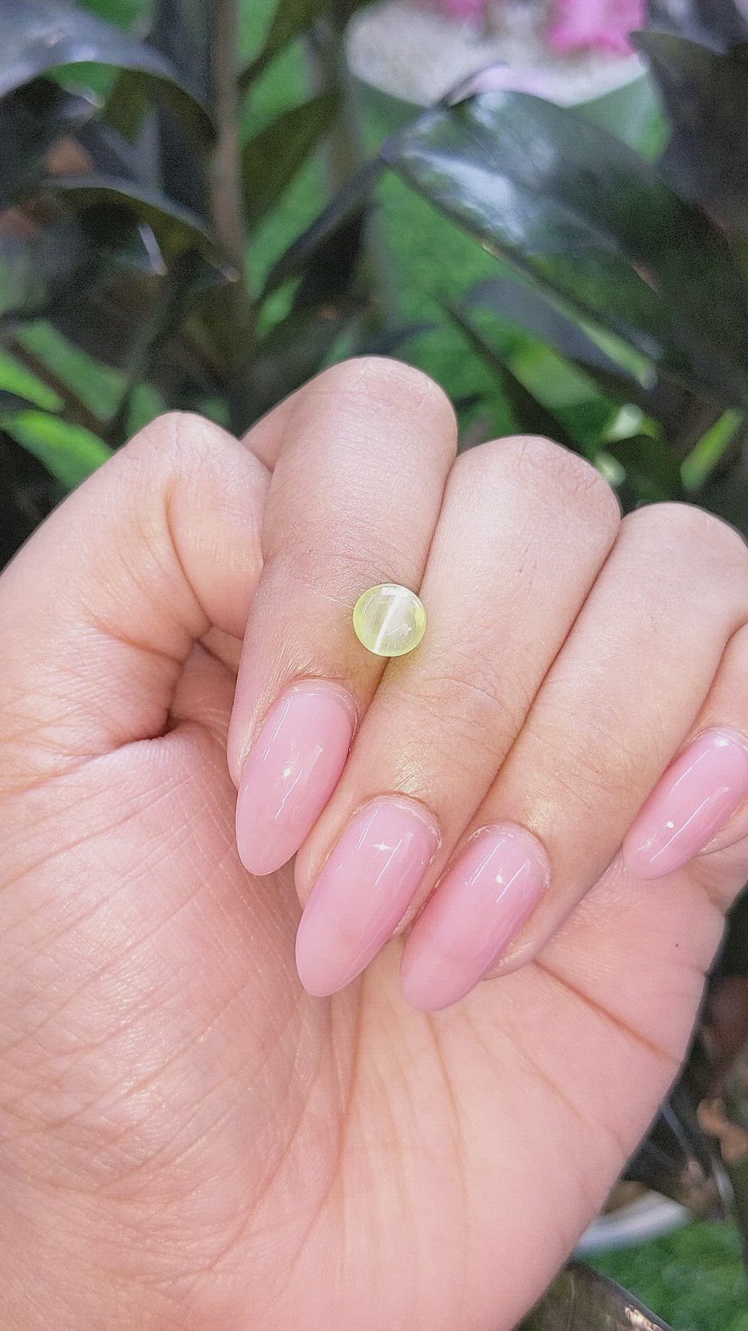 1.58 Ct. Greenish Yellow Cabochon Chrysoberyl from Ceylon (Sri Lanka) Size Video