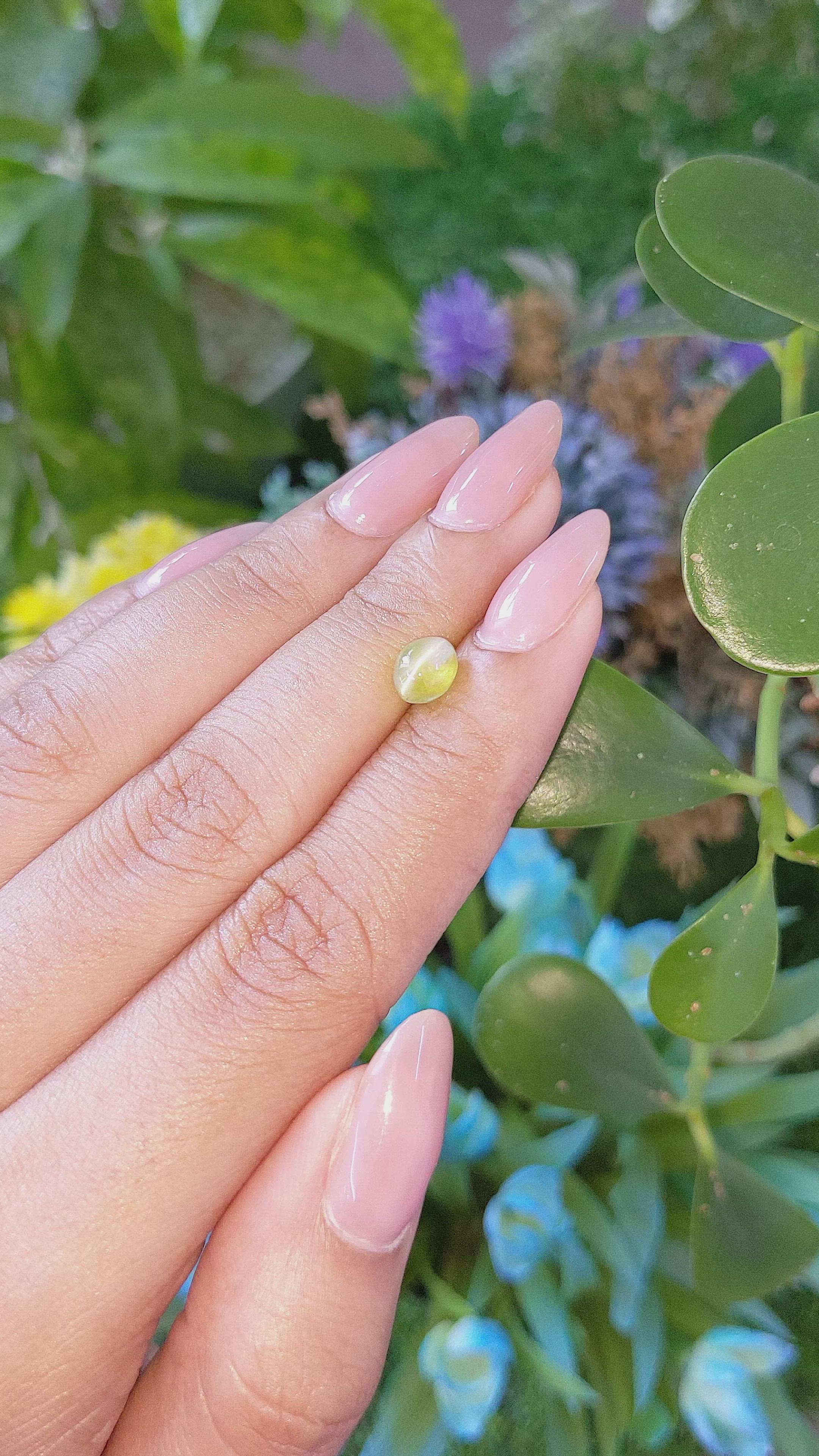 1.67 Ct. Yellowish Green Cabochon Chrysoberyl from Ceylon (Sri Lanka) Size Video