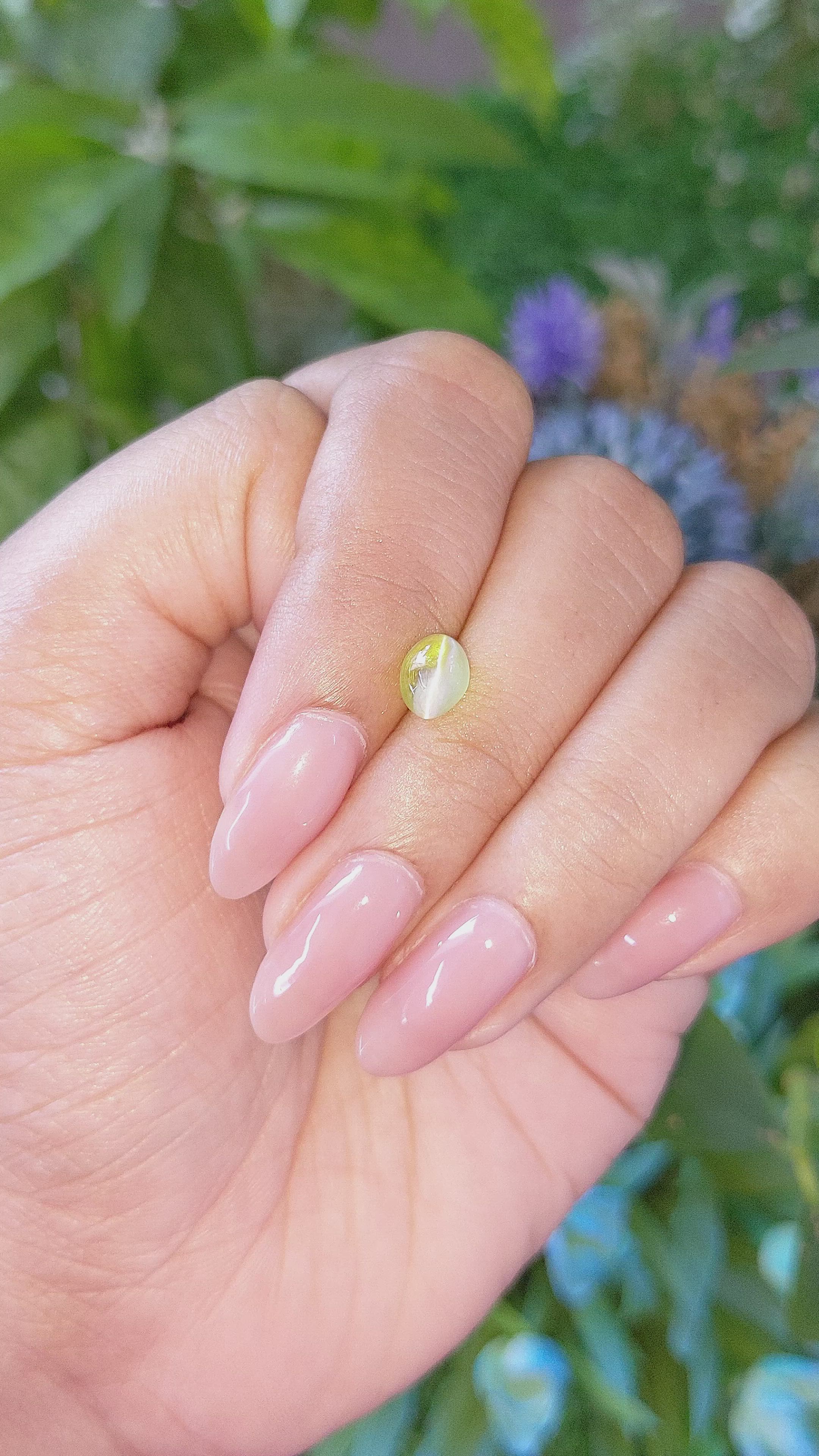 1.67 Ct. Yellowish Green Cabochon Chrysoberyl from Ceylon (Sri Lanka) Size Video