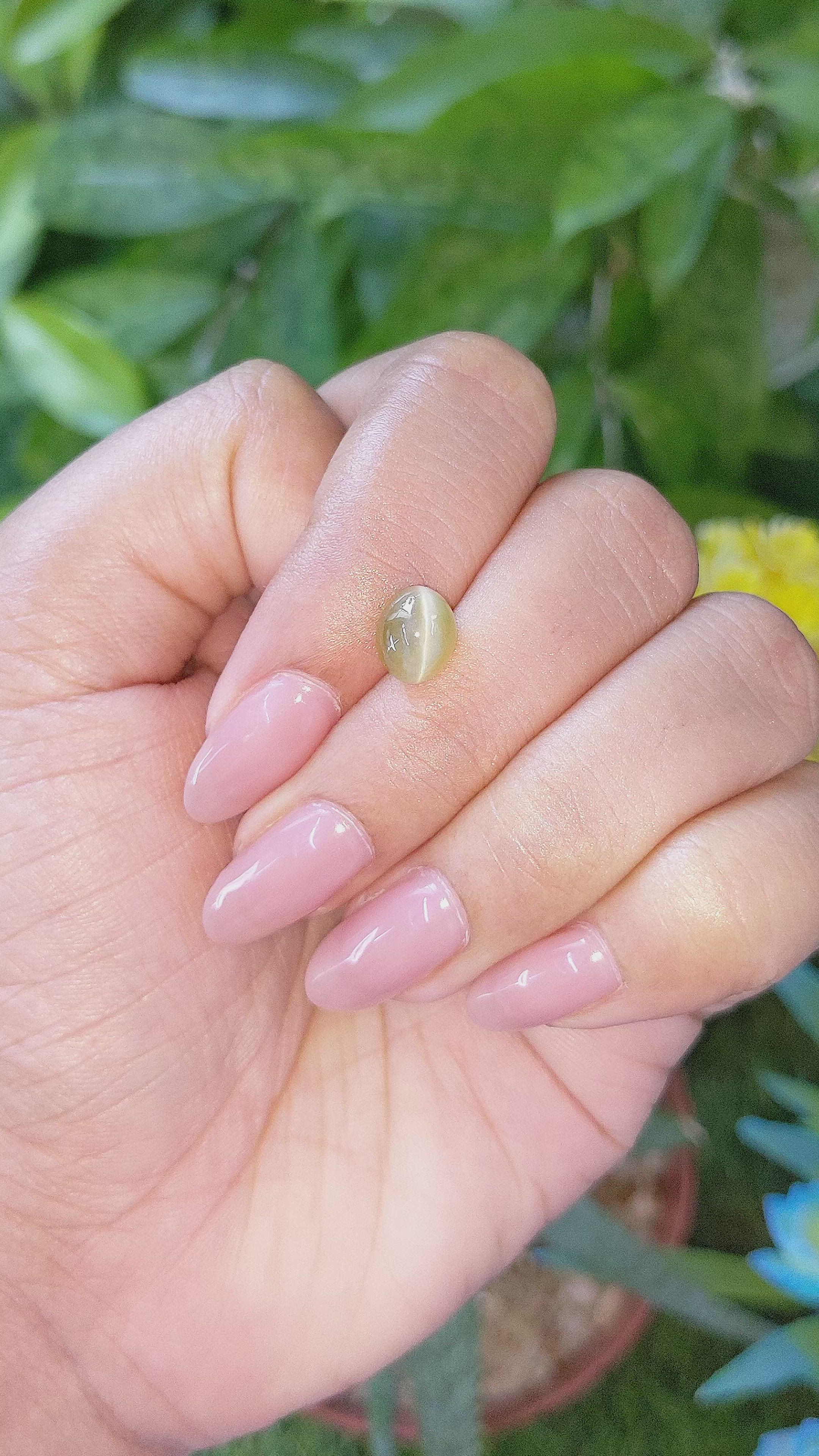 2.62 Ct. Greenish Yellow Cabochon Chrysoberyl from Tanzania Size Video