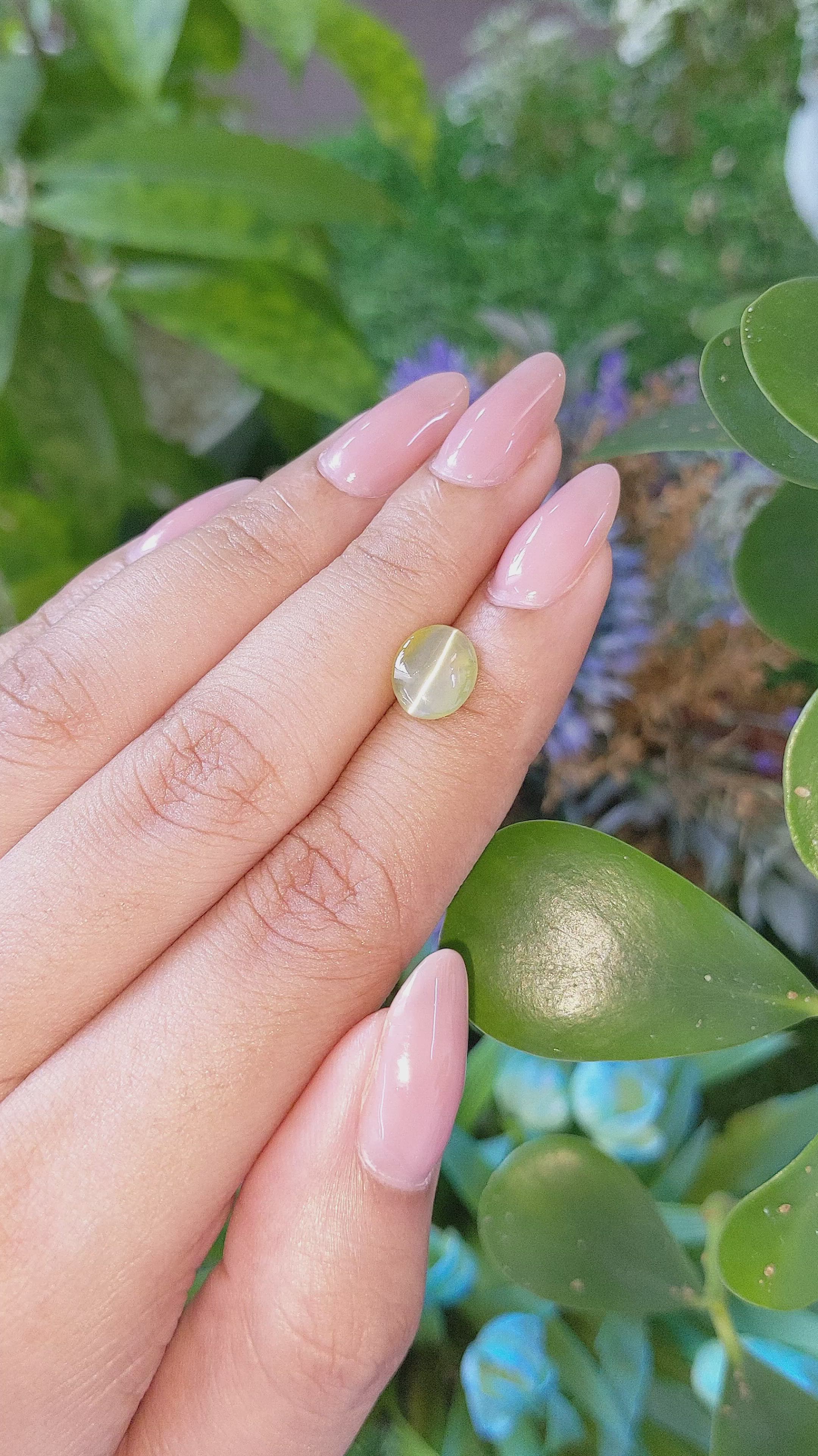 2.51 Ct. Greenish Yellow Cabochon Chrysoberyl from Ceylon (Sri Lanka) Size Video