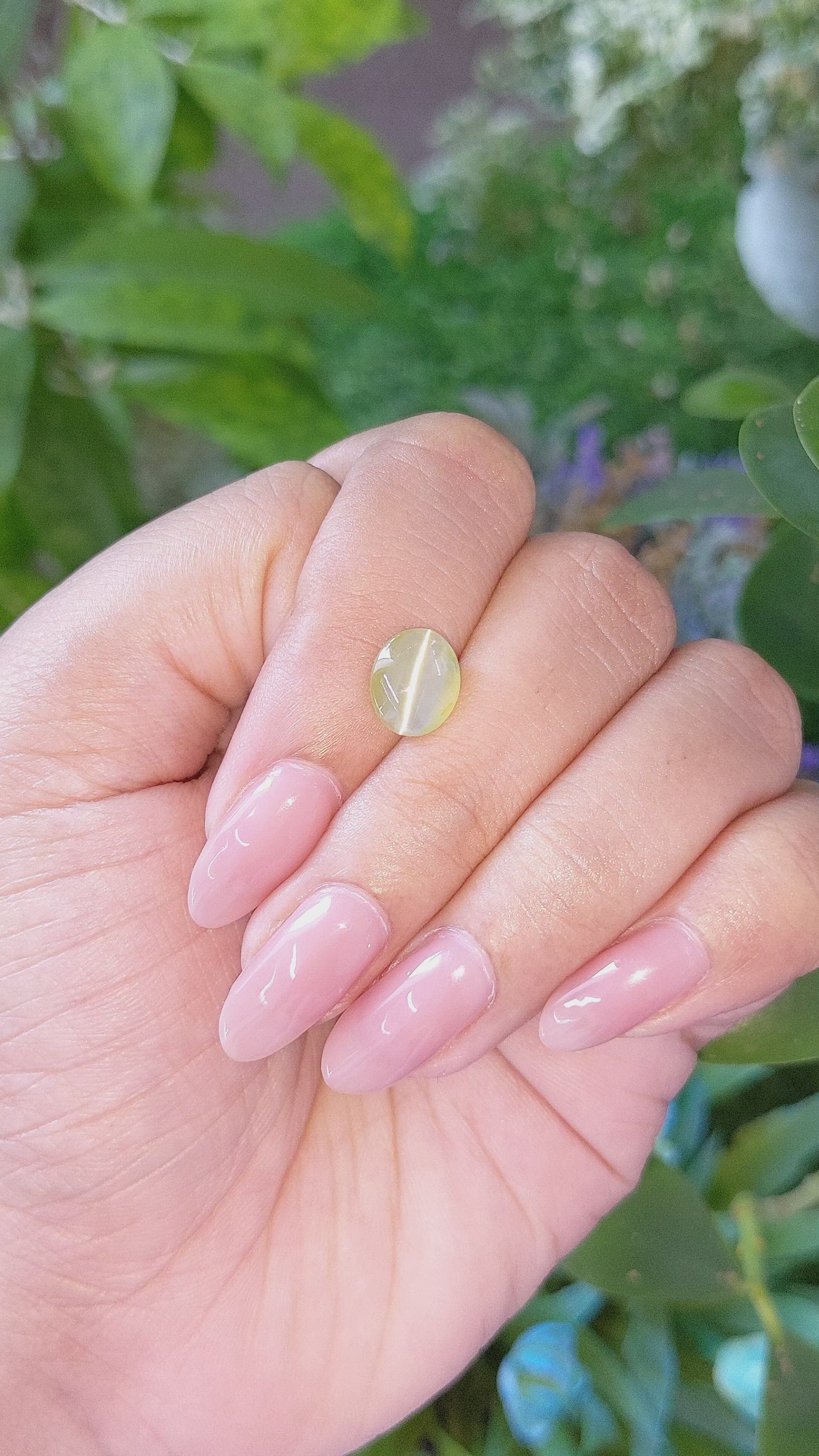 2.51 Ct. Greenish Yellow Cabochon Chrysoberyl from Ceylon (Sri Lanka) Size Video