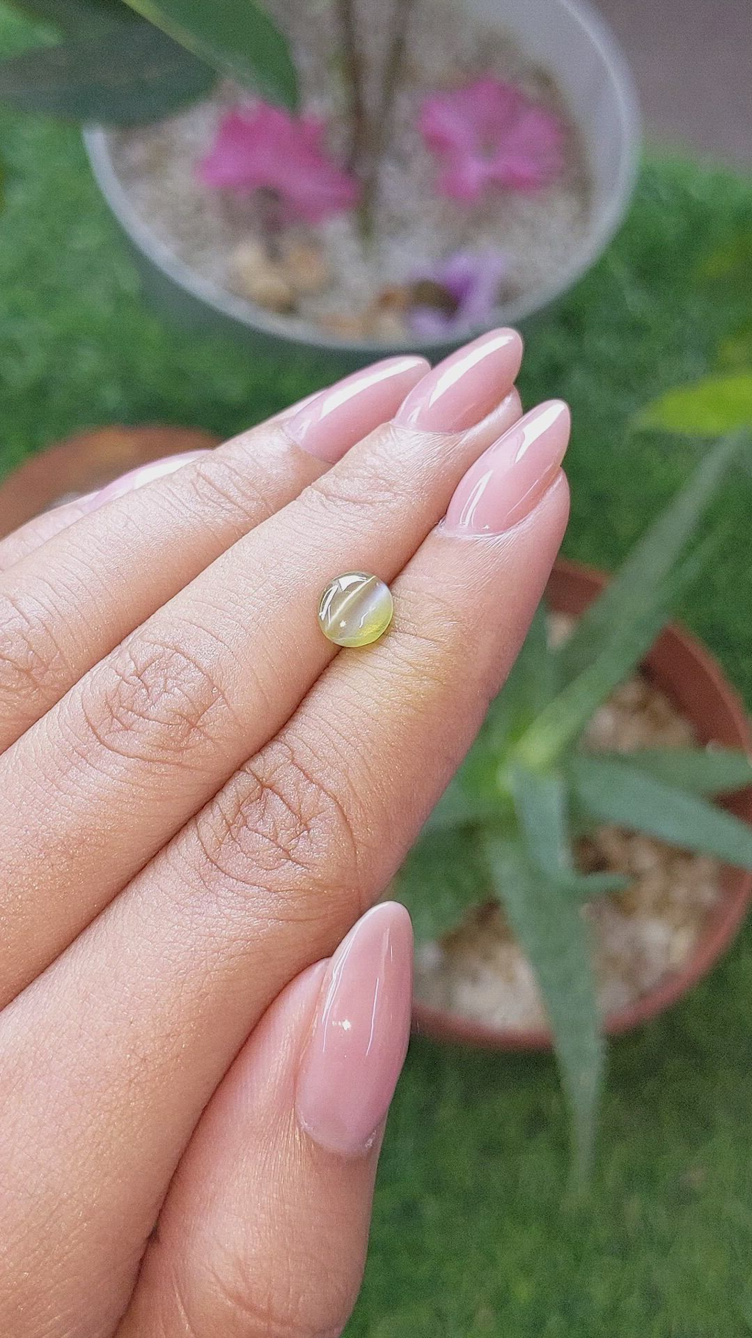 1.30 Ct. Brownish Yellow Cabochon Chrysoberyl from Ceylon (Sri Lanka) Size Video