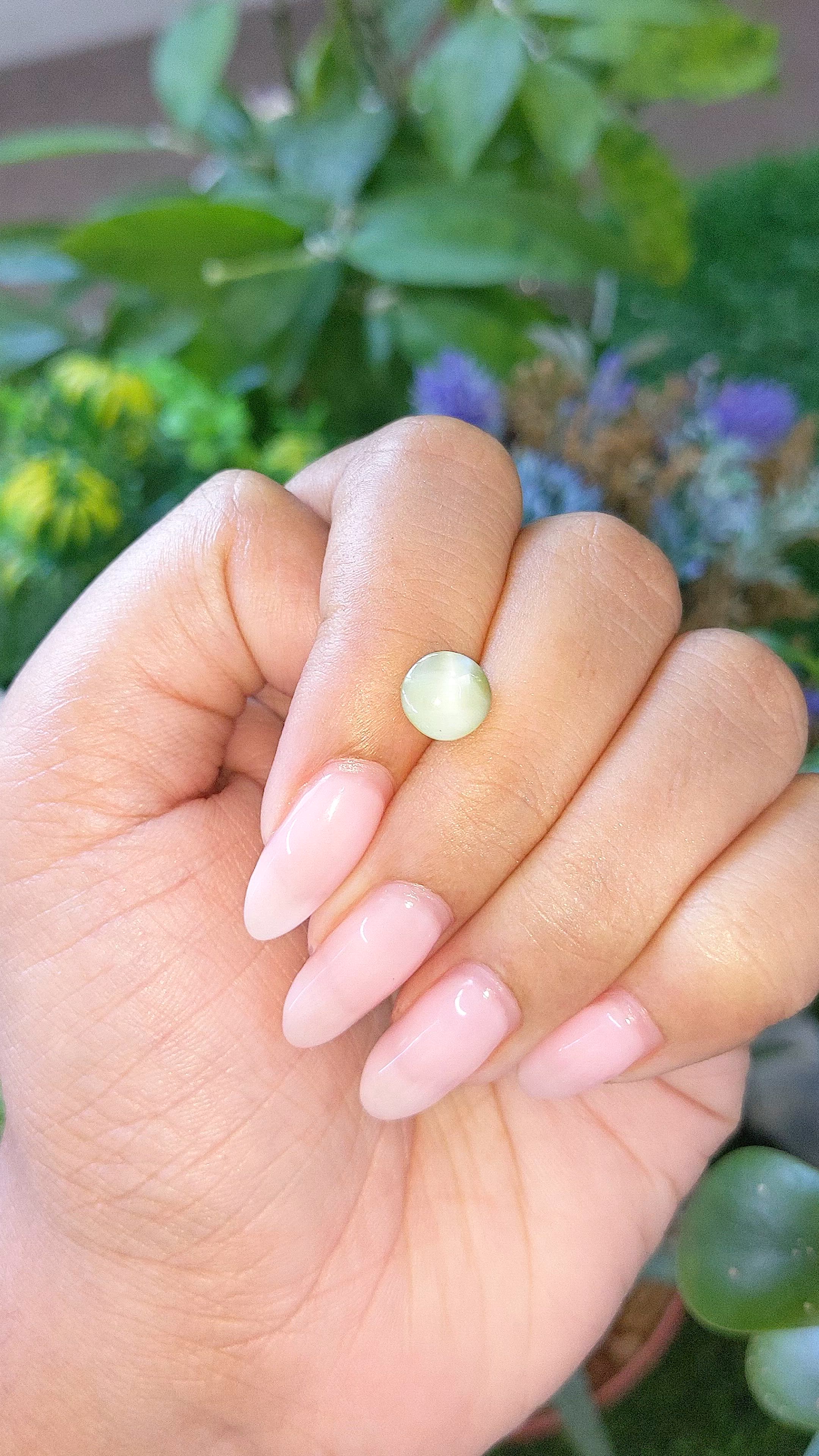 1.80 Ct. Yellowish Green Cabochon Chrysoberyl from Ceylon (Sri Lanka) Size Video