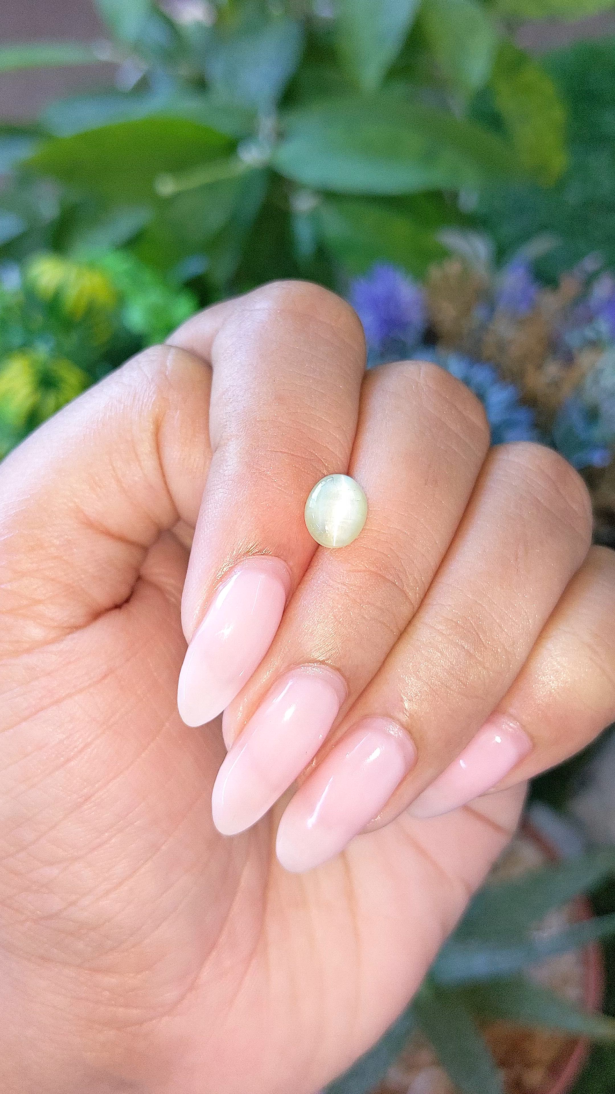 1.90 Ct. Yellowish Green Cabochon Chrysoberyl from Ceylon (Sri Lanka) Size Video