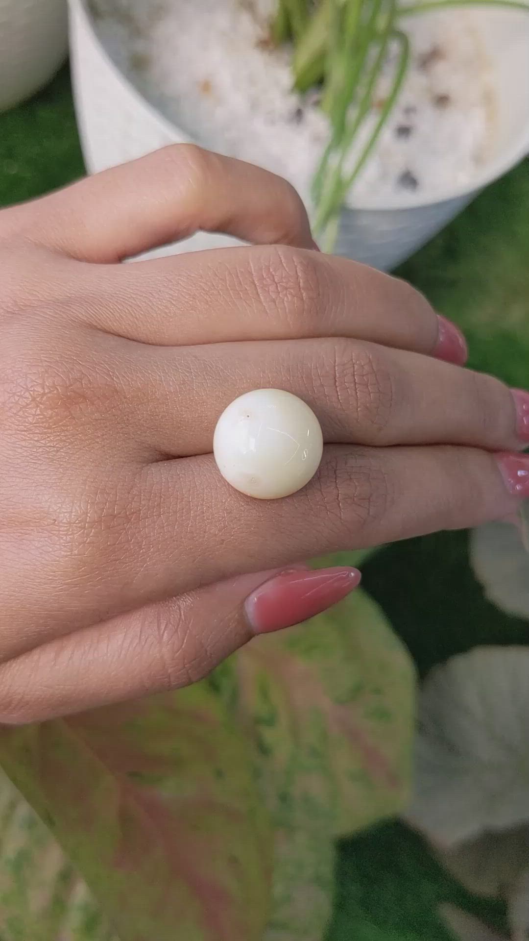 16.65 Ct. Salmon and White Cabochon Coral from Italy Size Video