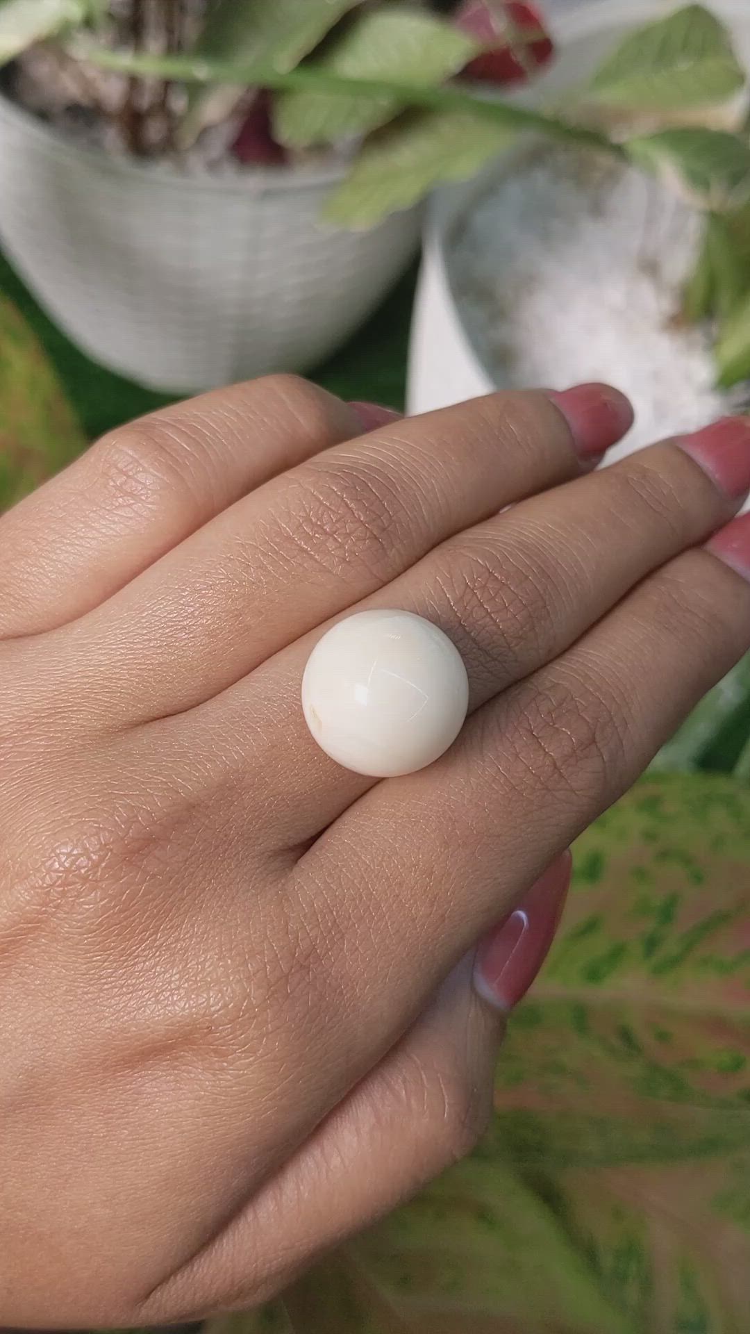 19.91 Ct. Salmon and White Cabochon Coral from Italy Size Video