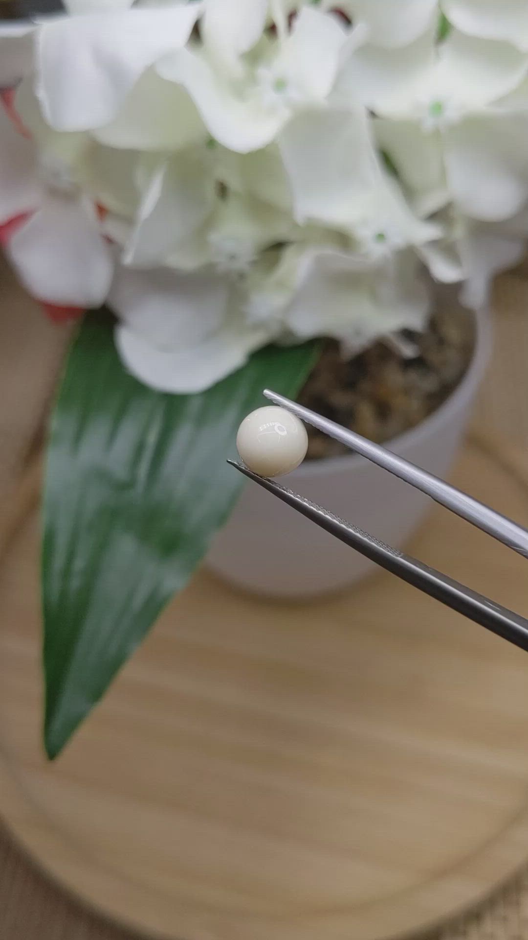 1.52 Ct. Salmon and White Cabochon Coral from Italy Size Video