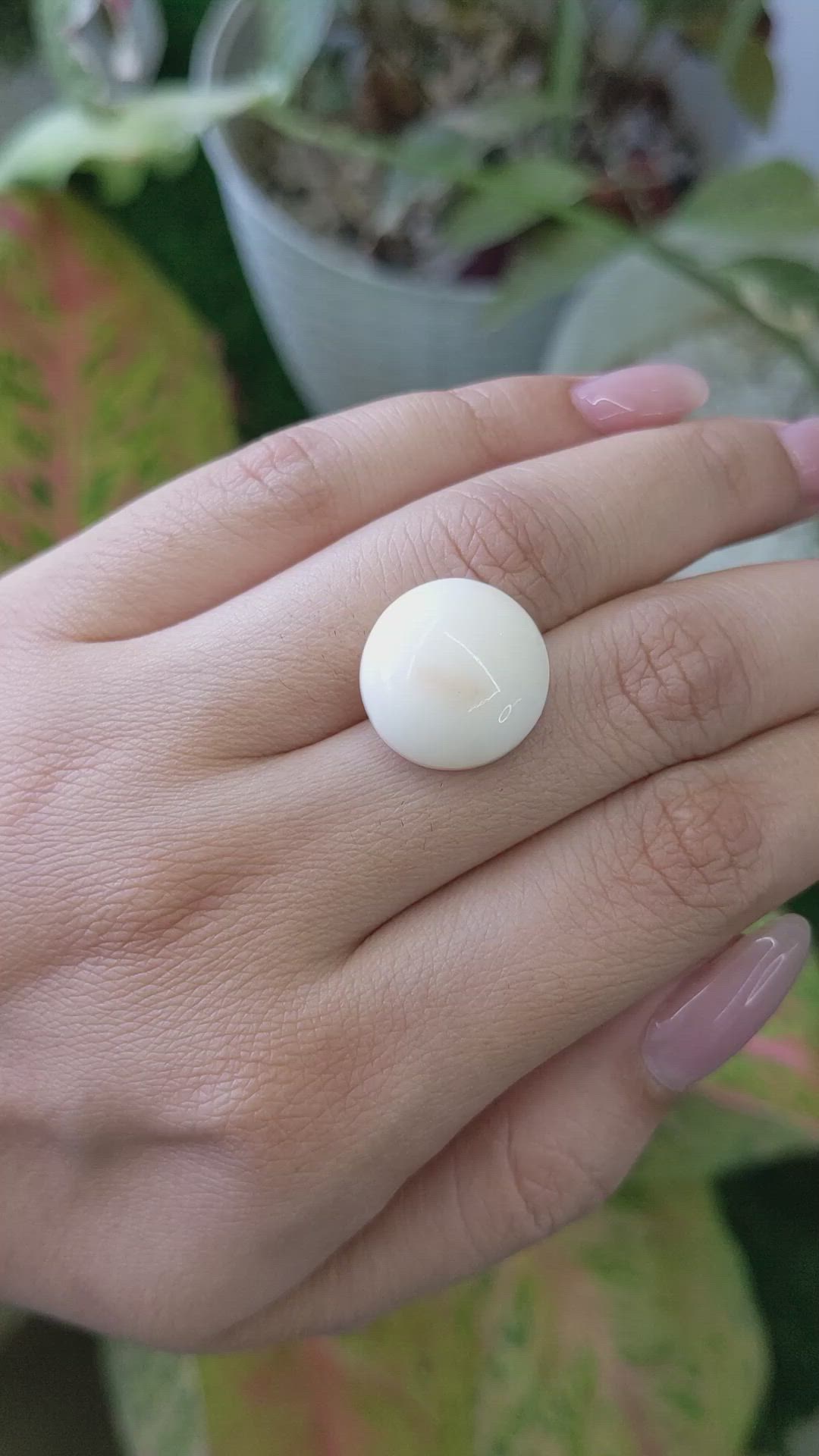 16.49 Ct. Salmon and White Cabochon Coral from Italy Size Video