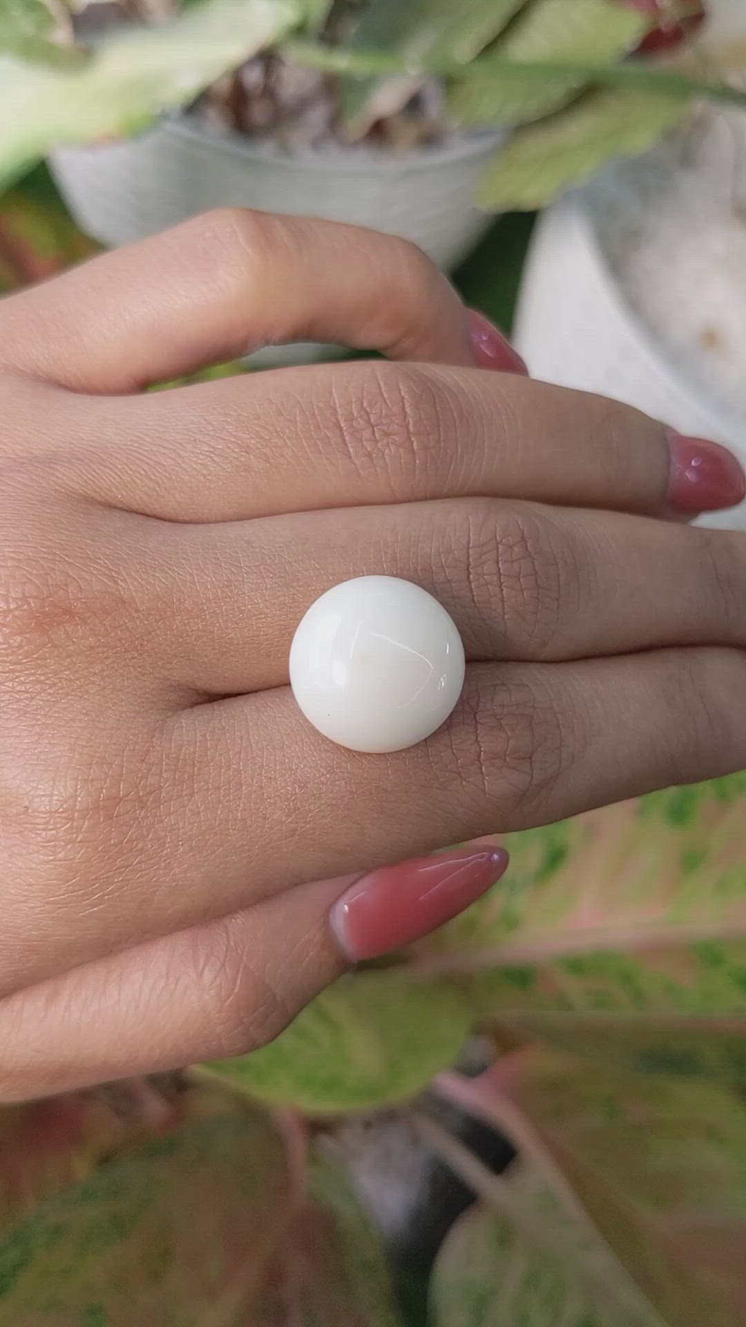 18.70 Ct. Salmon and White Cabochon Coral from Italy Size Video