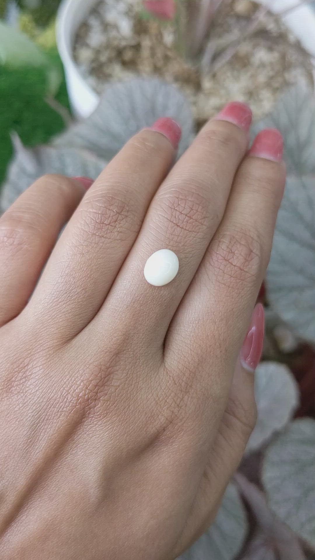 2.21 Ct. Salmon and White Cabochon Coral from Italy Size Video