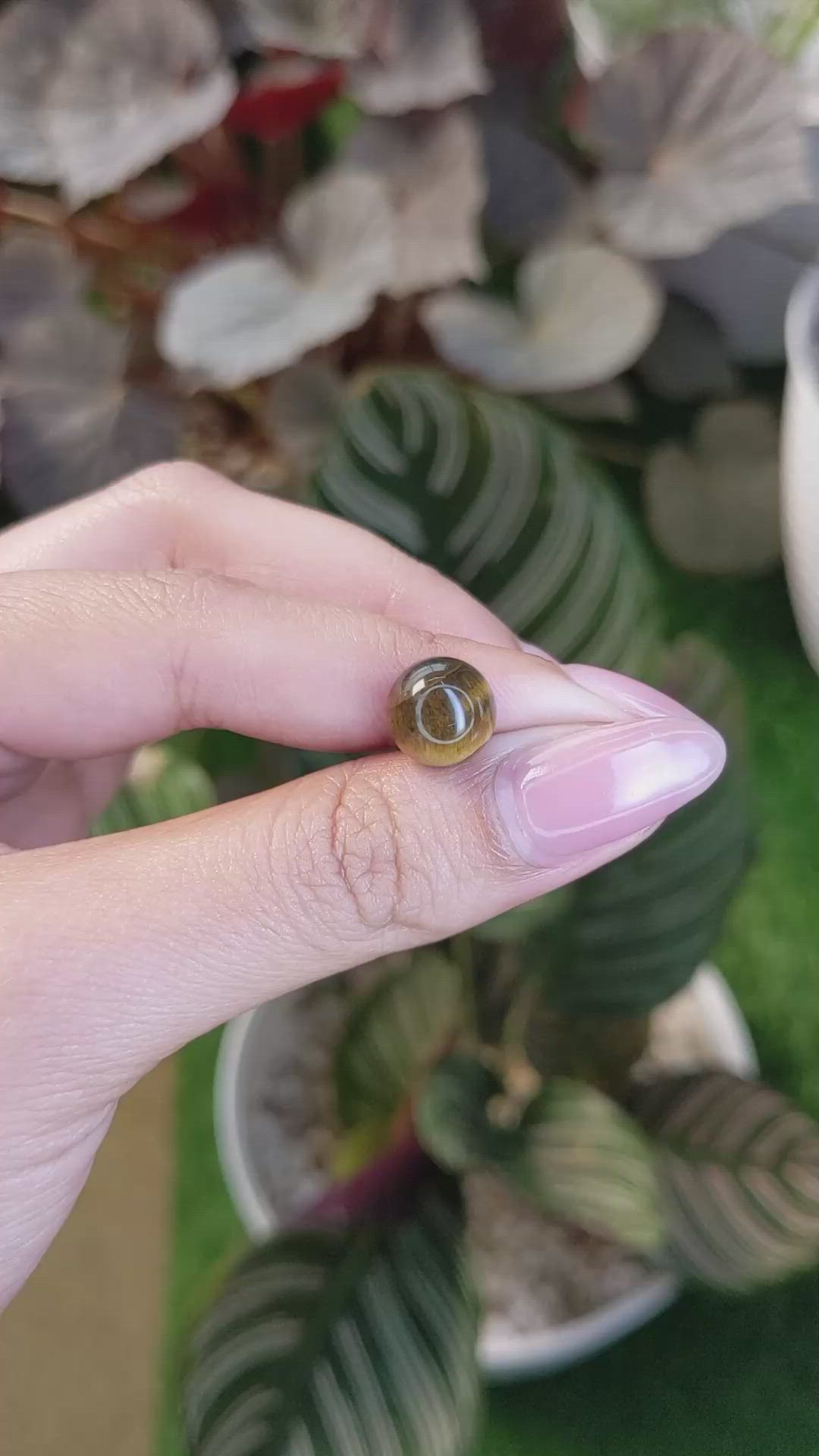 4.21 Ct. Cabochon Tiger's Eye from Ceylon (Sri Lanka) Size Video